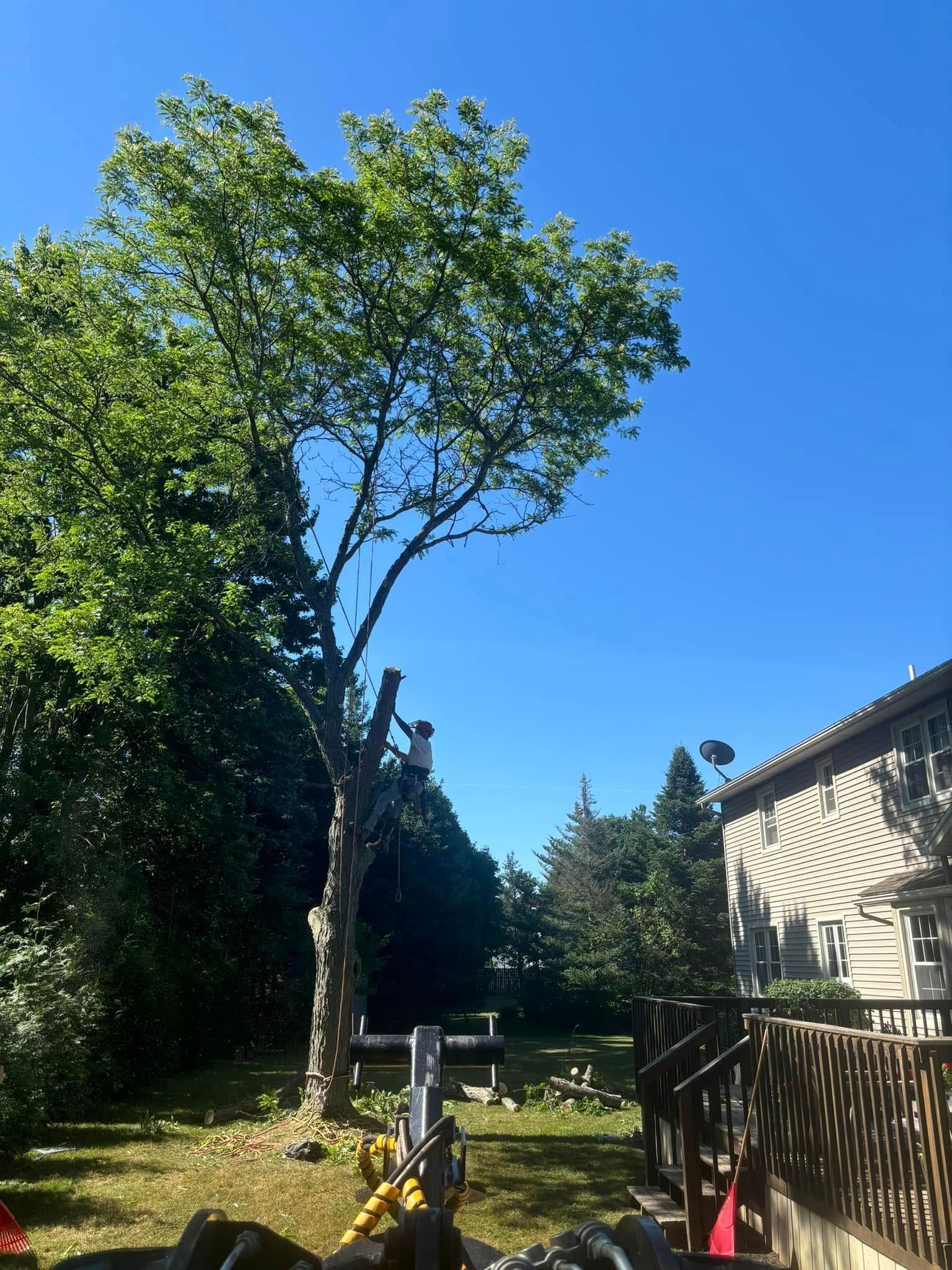 An arborist climbs a tall tree to prune its branches in a grassy yard next to a house under a clear blue sky.