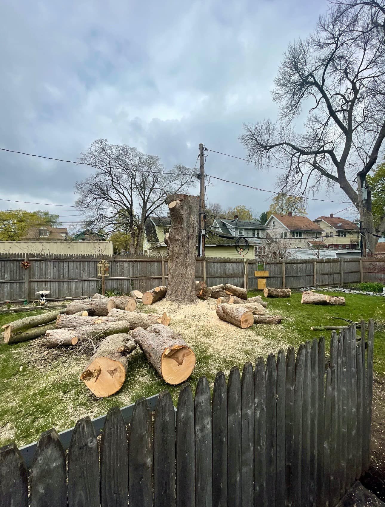 A large tree trunk stands in a grassy backyard surrounded by several logs and wood chips after being cut down.