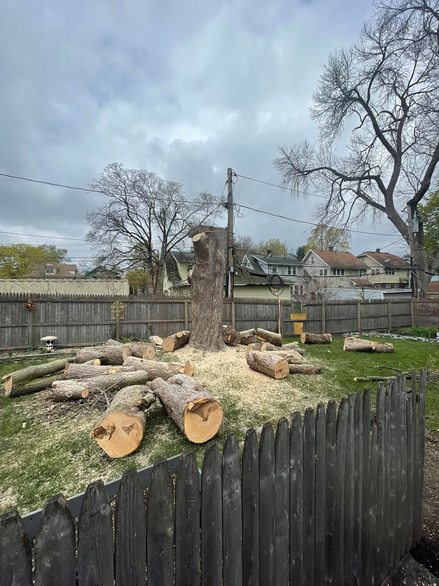 A tall tree trunk stands in a grassy backyard, surrounded by scattered wood logs and sawdust from a recent tree removal.