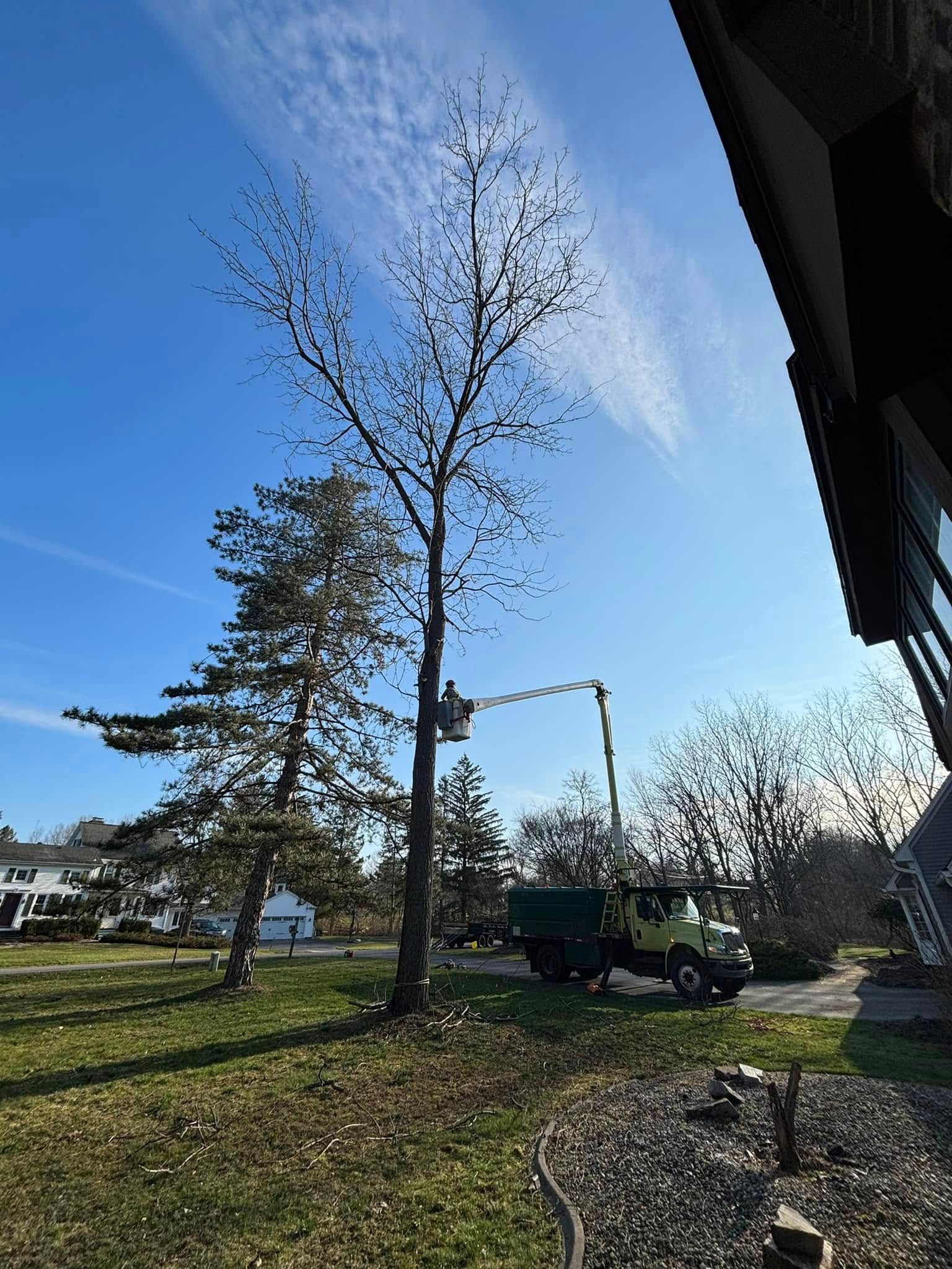 A worker in a cherry picker bucket trims the branches of a tall, leafless tree on a sunny day next to a house.