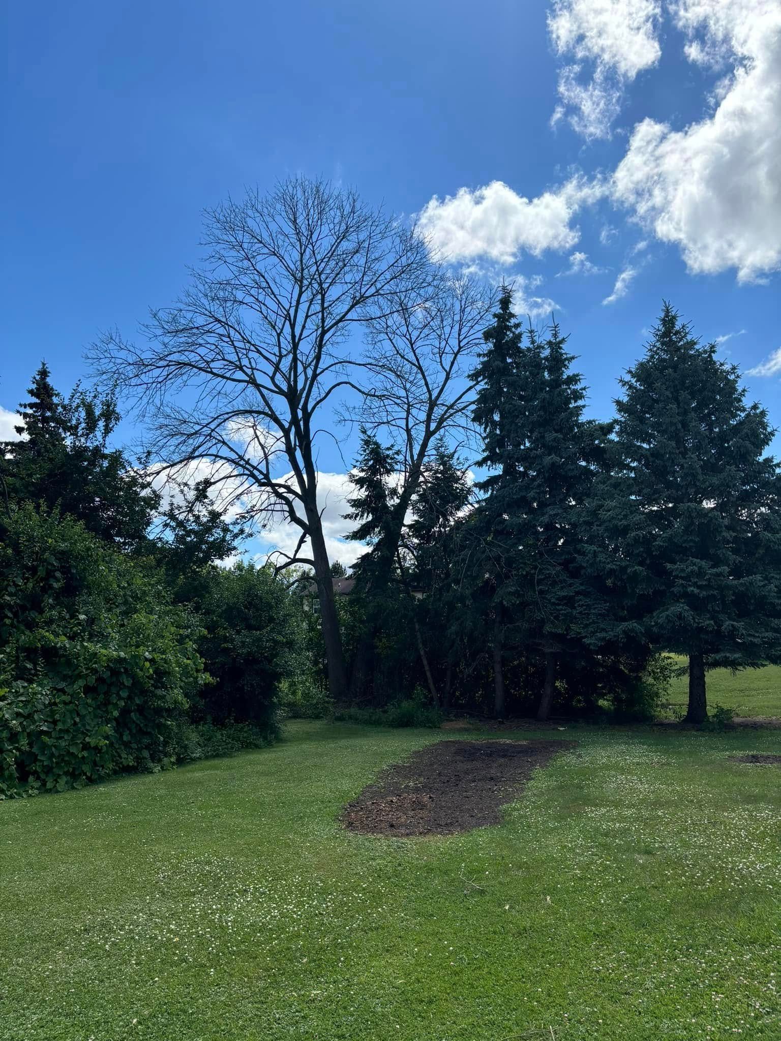 A large, leafless tree stands next to evergreen trees in a grassy field under a bright blue sky with scattered clouds.