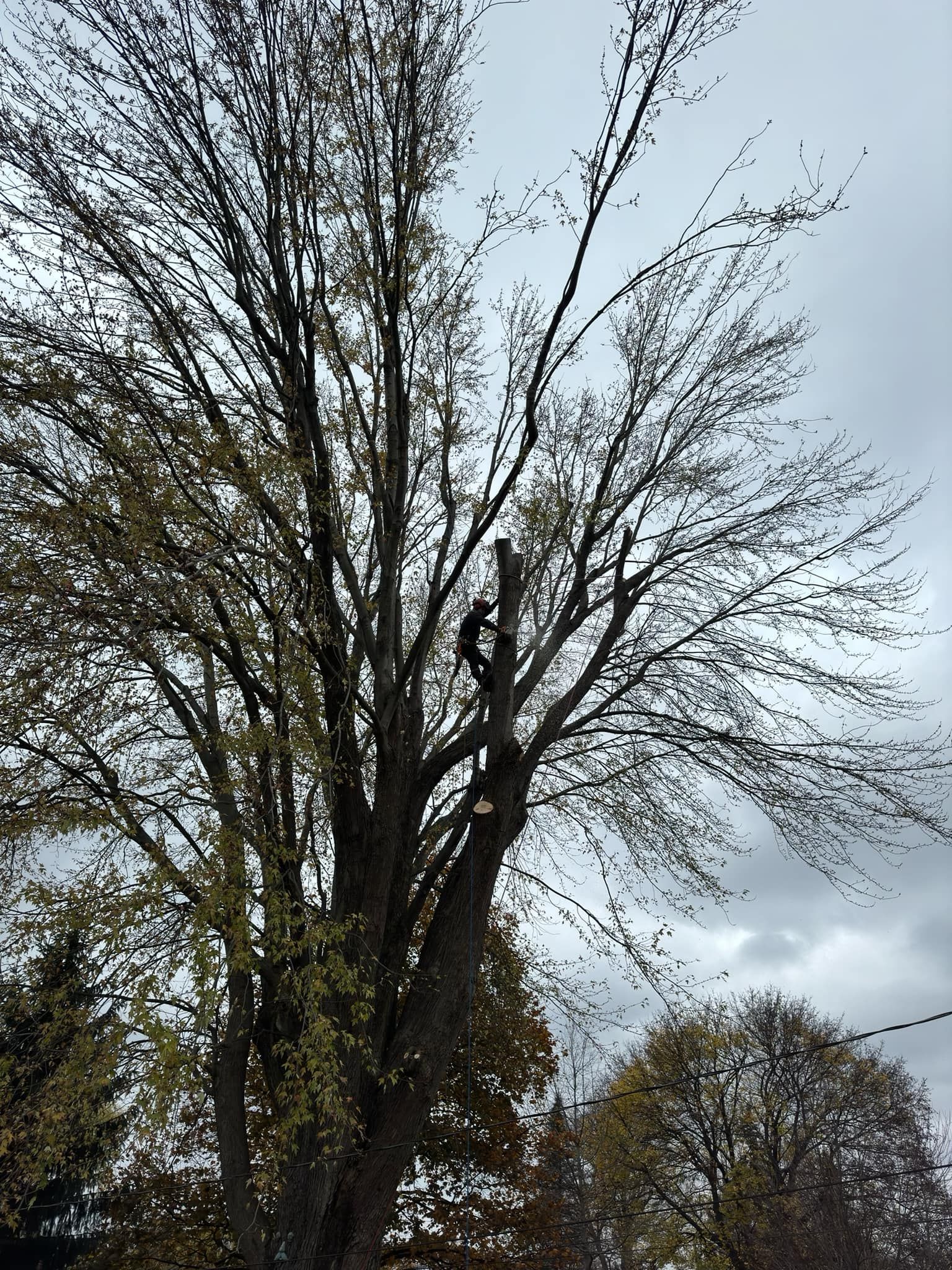 A tree climber high in the canopy of a large deciduous tree during an autumn day.