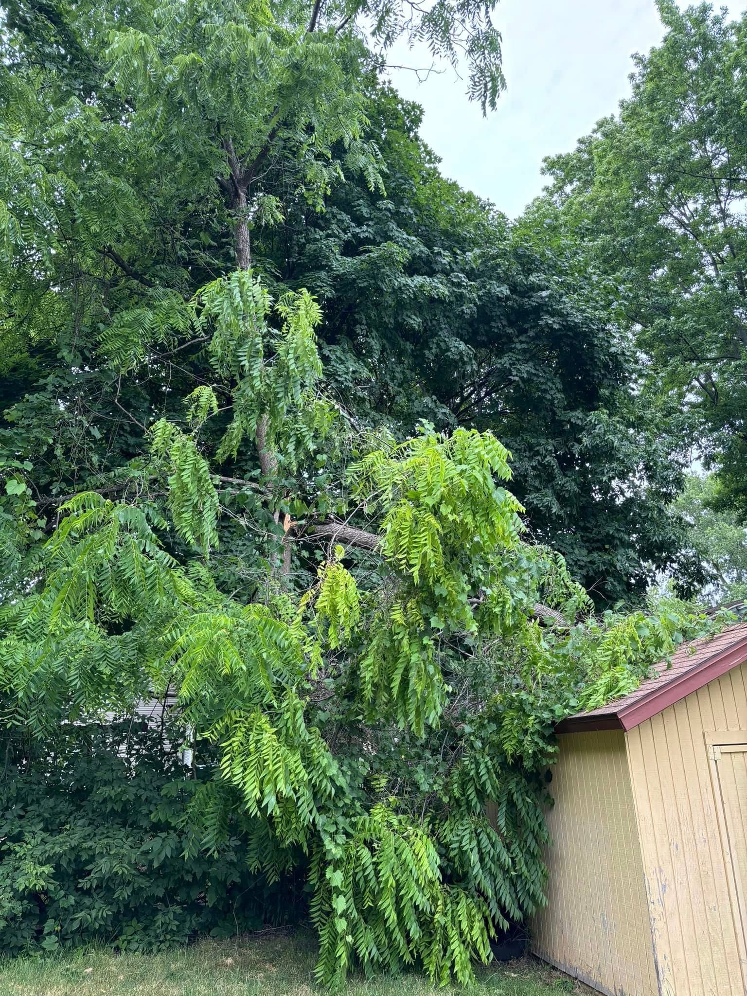 A large green tree branch has snapped and is leaning heavily against the corner of a tan shed in a backyard.