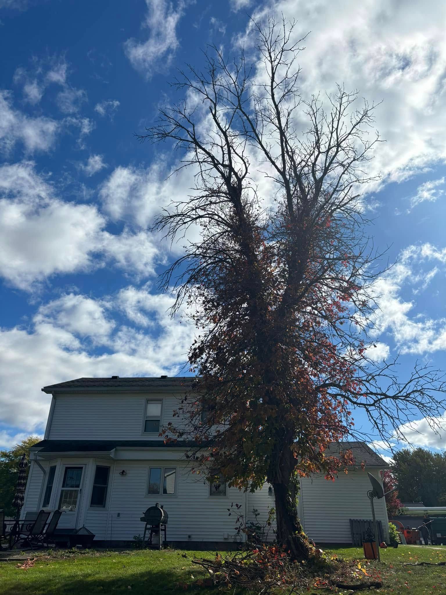 A tall tree with thinning, autumnal leaves stands in front of a two-story white house under a cloudy blue sky.