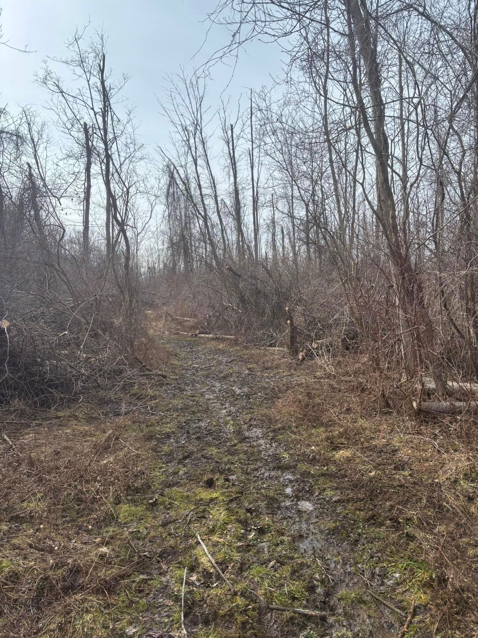 A dirt path winds through a dense, leafless forest under a bright sky.