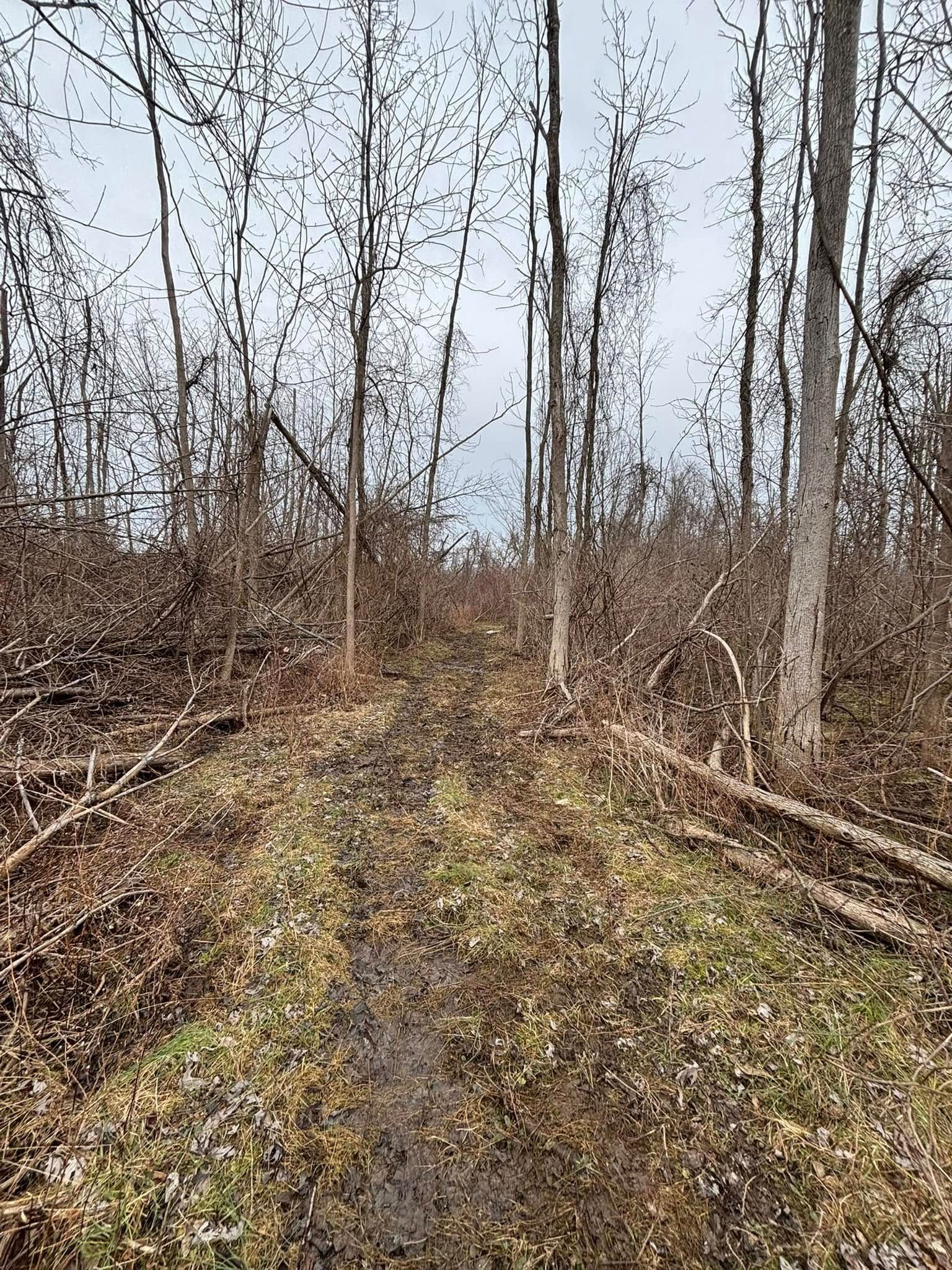 A muddy trail leads into a wooded area with bare, thin trees under a cloudy sky.