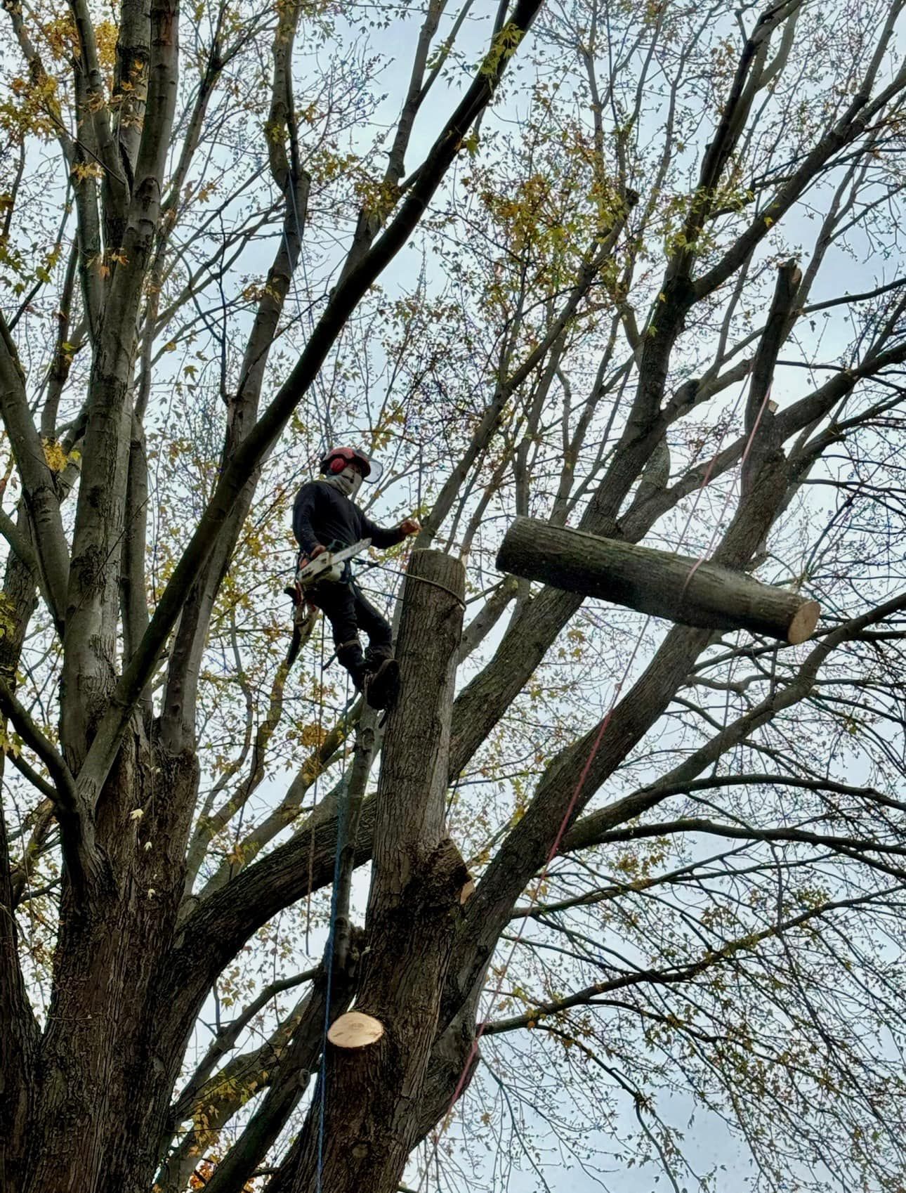 A tree surgeon in safety gear stands high in a tree, having just cut a large branch that is falling to the side.