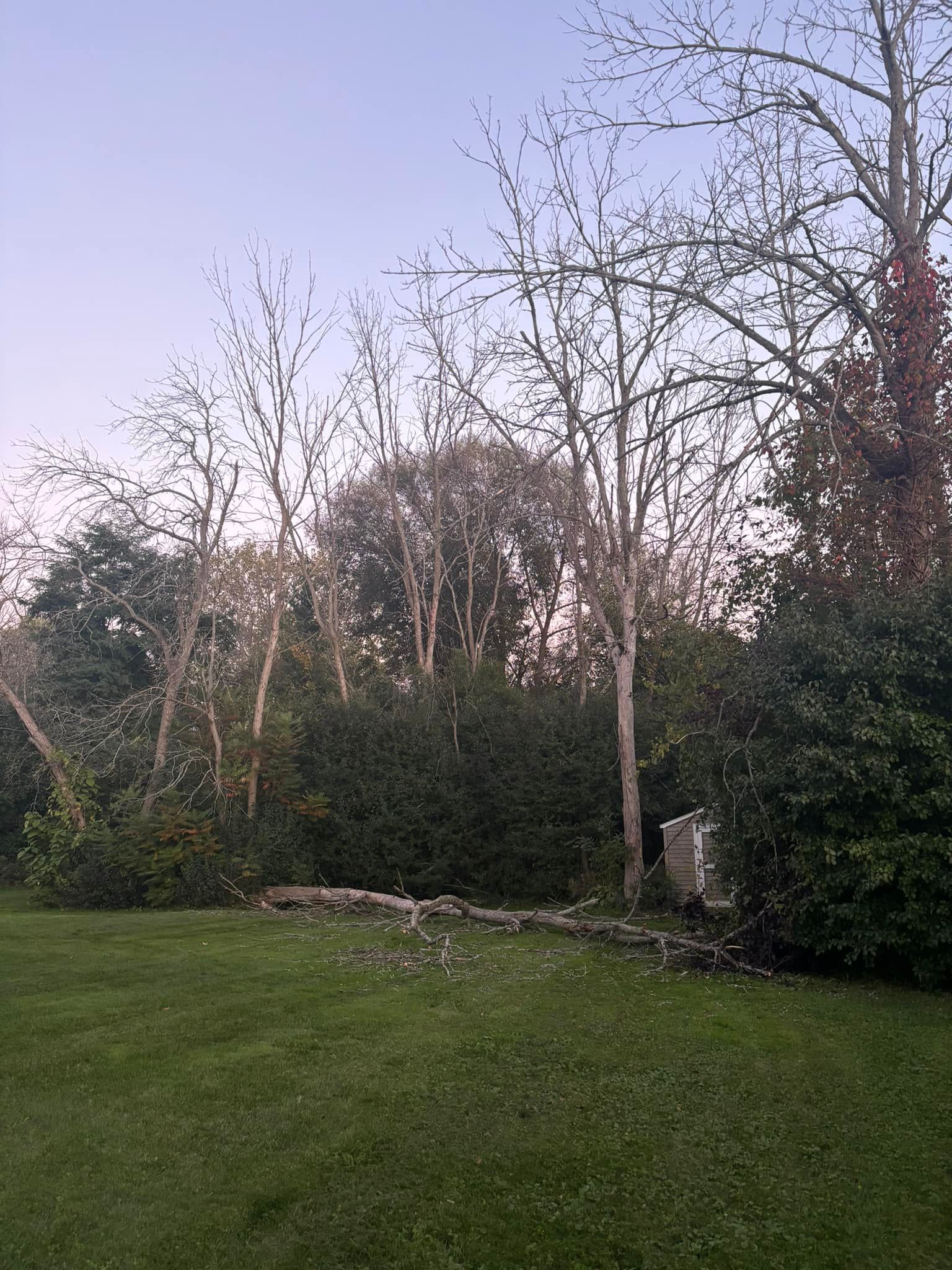 A line of bare trees stands over a grassy lawn, with dense green bushes and a small stone structure in the background.