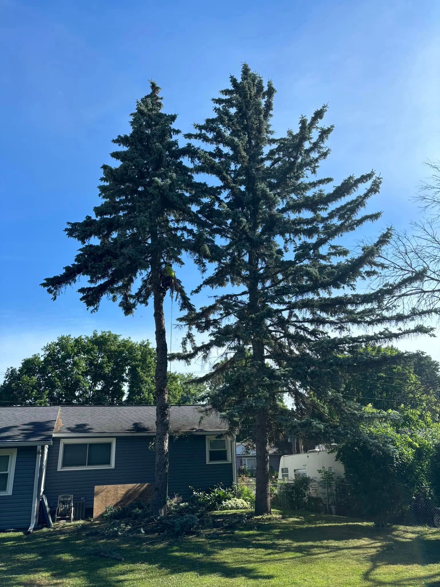Two tall pine trees stand in a backyard next to a dark gray house under a clear blue sky.