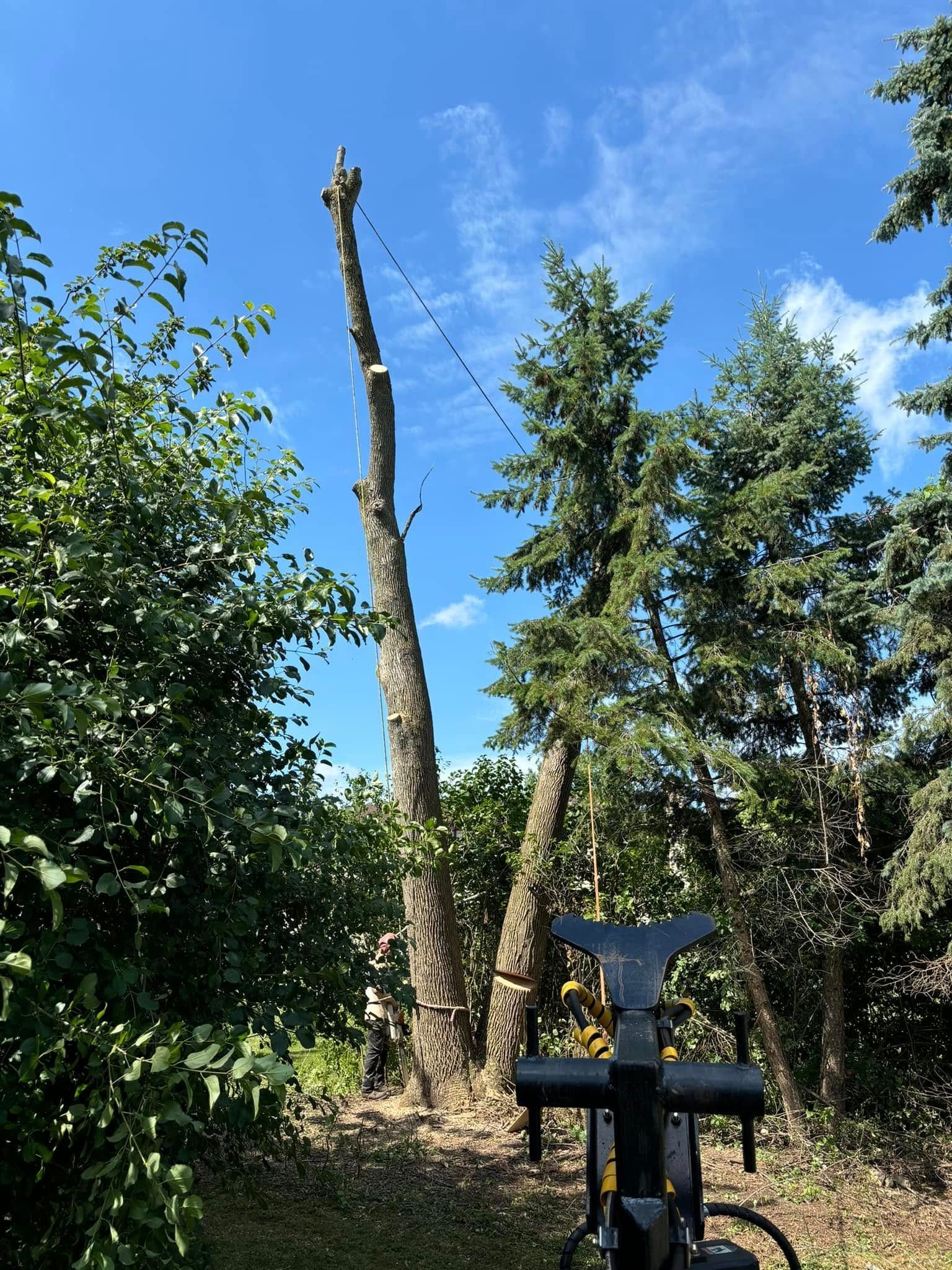 A tall, topped tree stands in a sunny backyard next to an intact evergreen tree, with a piece of exercise equipment below.
