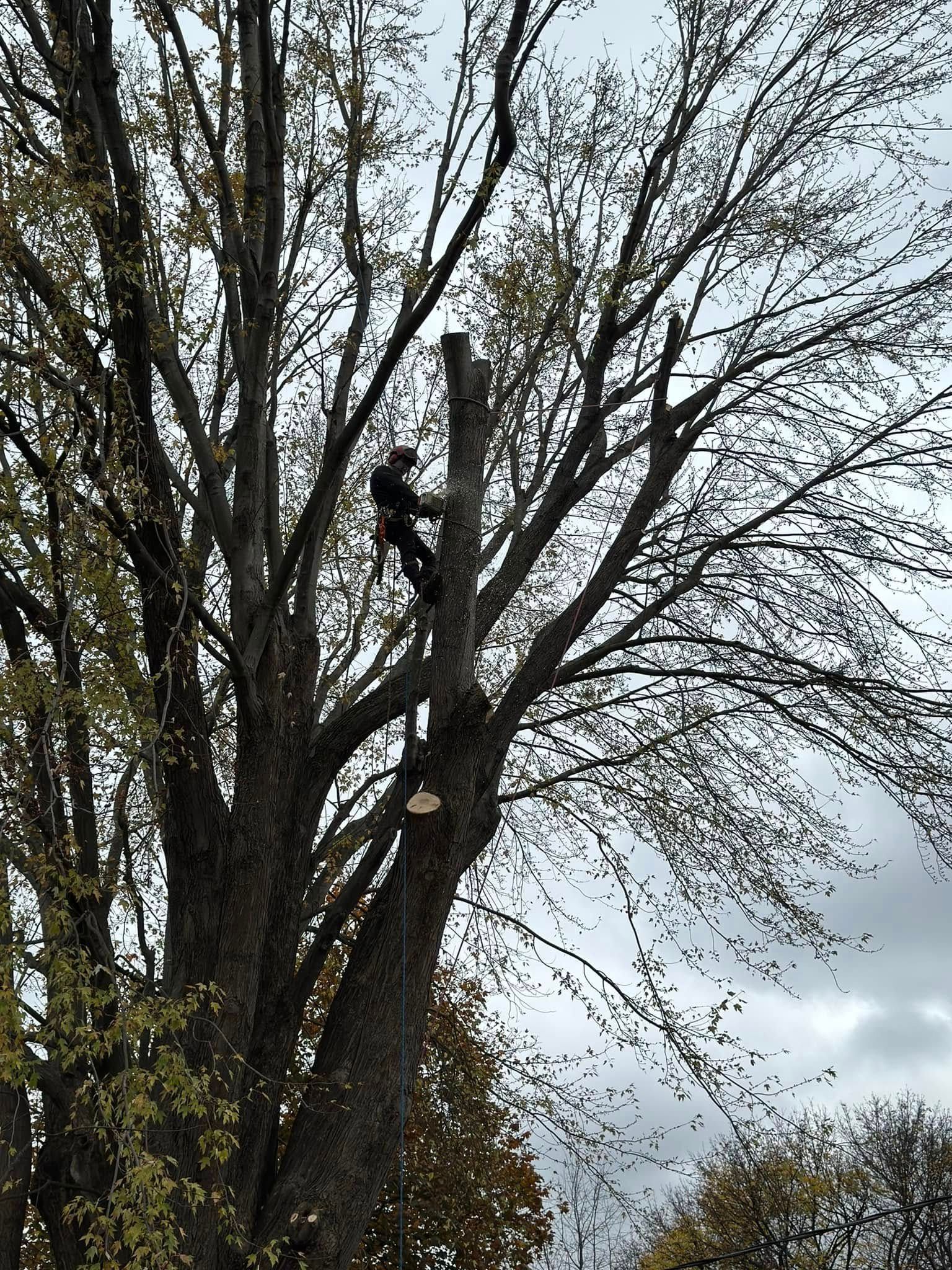 An arborist secured by ropes and harness works high up in a large deciduous tree, trimming branches.