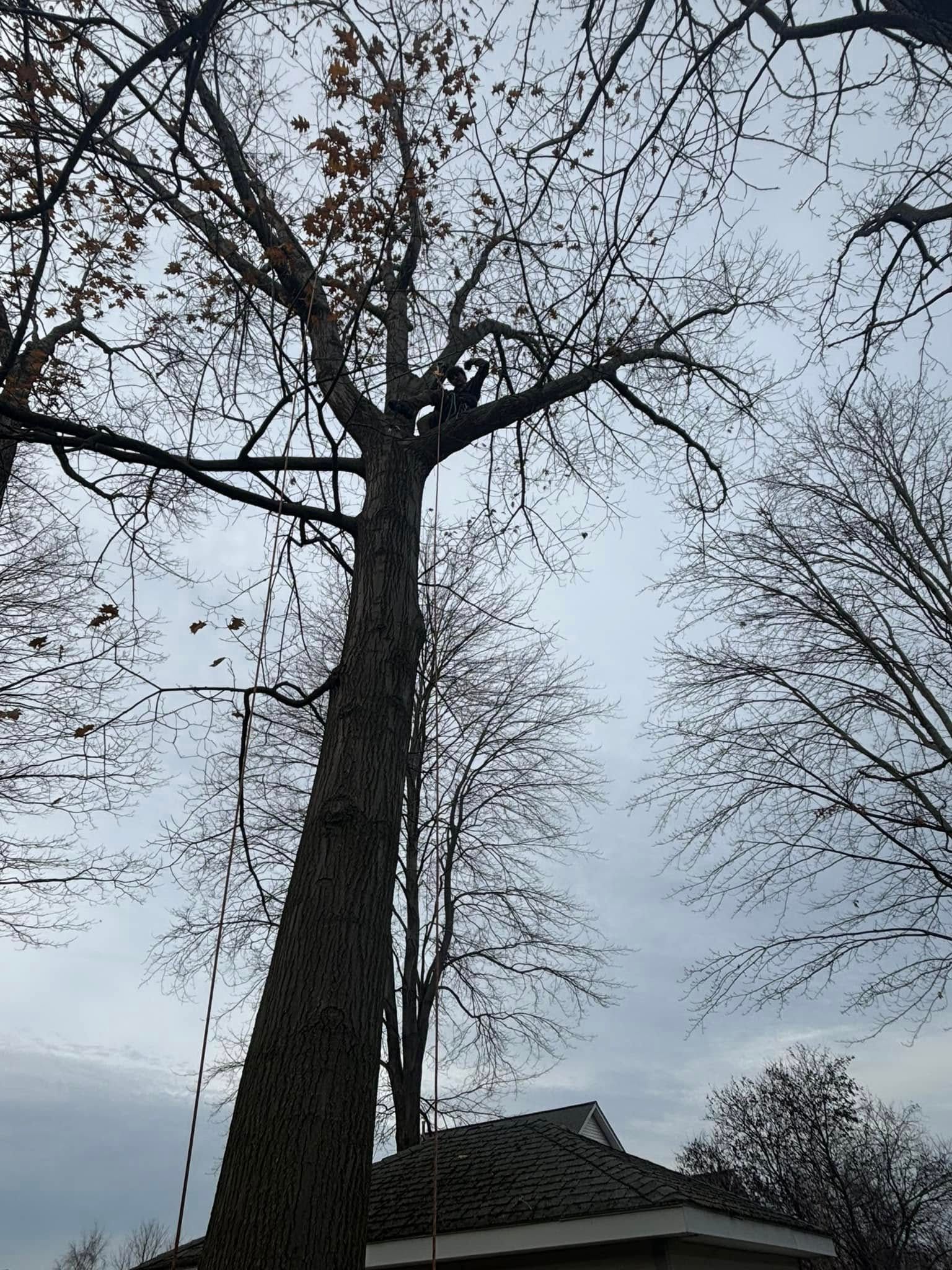 A person high up in a tall, bare tree, secured by ropes and climbing gear, with a house roof visible in the background.