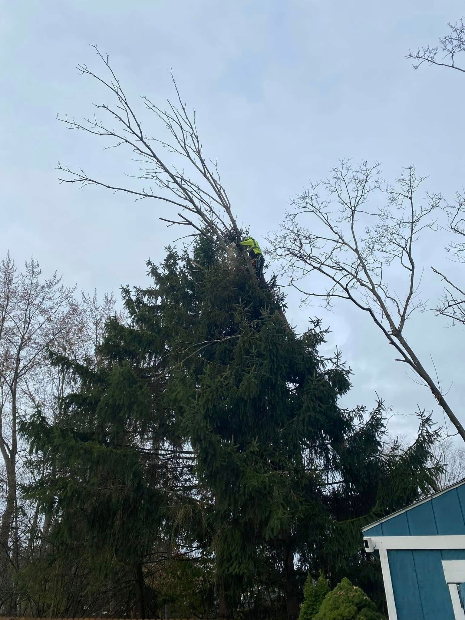 A tree care worker in a bright yellow vest stands at the top of a tall evergreen tree, trimming its branches.