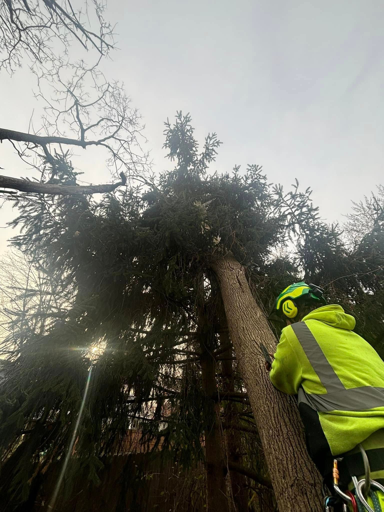 An arborist in a high-visibility yellow jacket climbs a tall conifer tree with dense green branches.