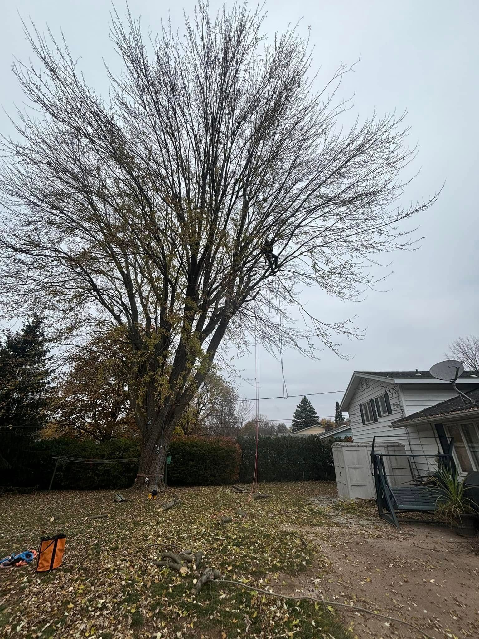 A large, tall tree with sparse autumn leaves in a yard with a leaf-covered lawn and a small building in the background.