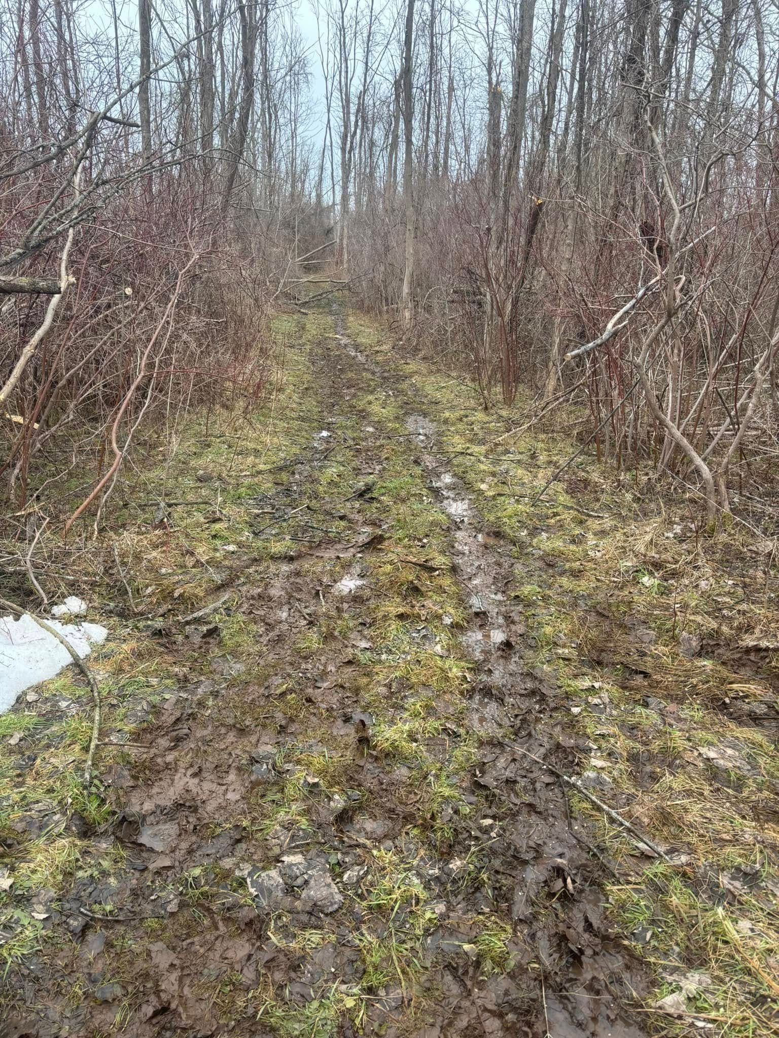 A muddy, rutted dirt path leads through a dense forest of bare trees and low-lying brush under an overcast sky.