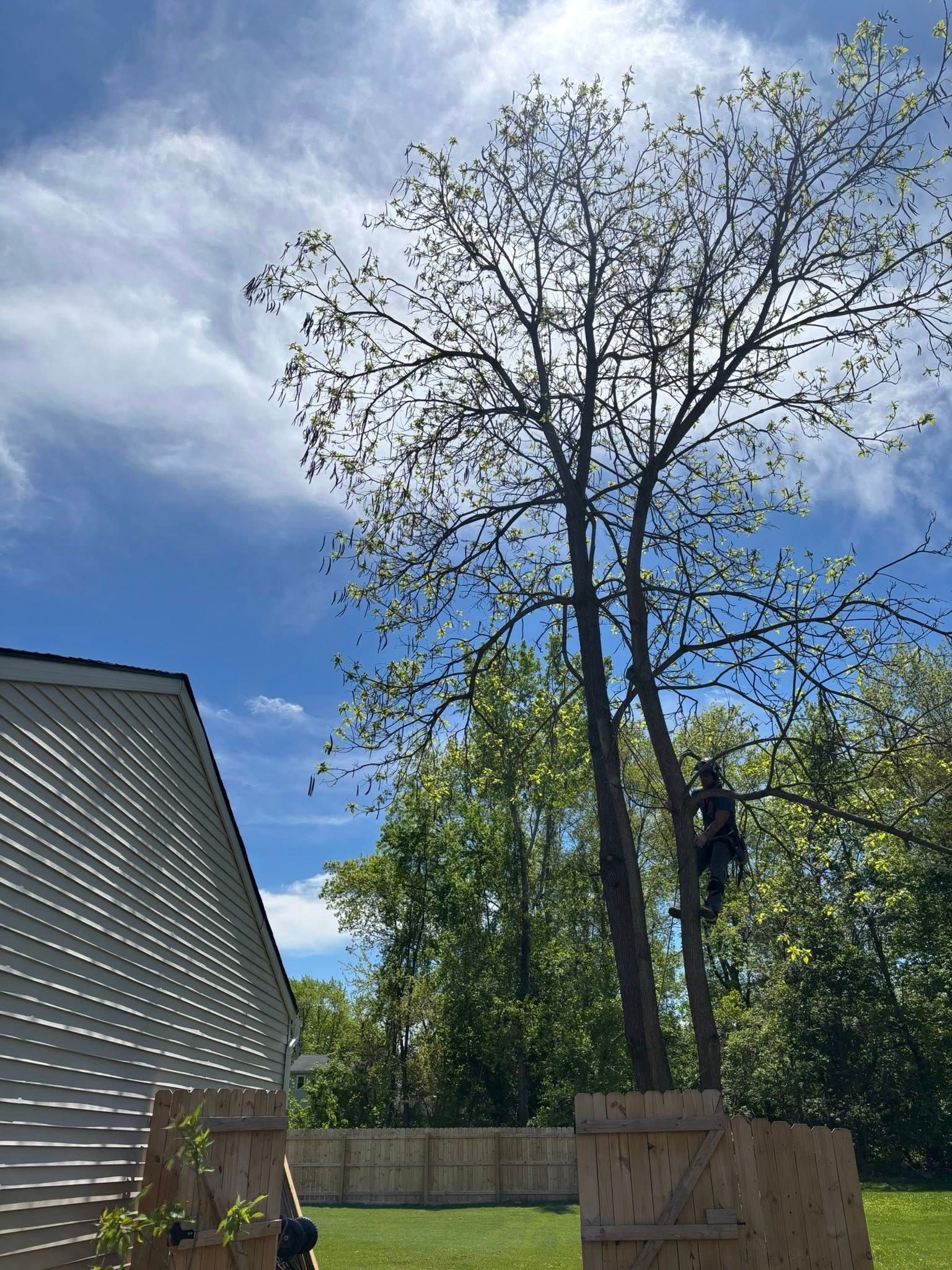A person climbs a tall tree in a backyard next to a house with white siding under a bright blue, sunny sky.