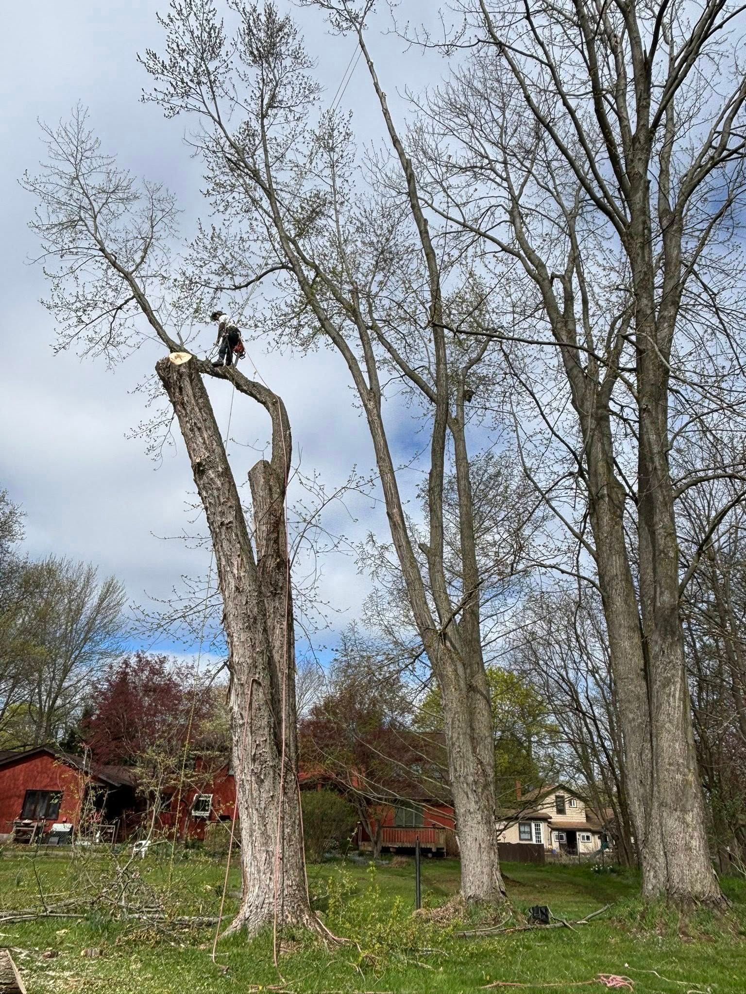 A worker uses a chainsaw to prune the top of a tall, bare tree in a yard with houses in the background.