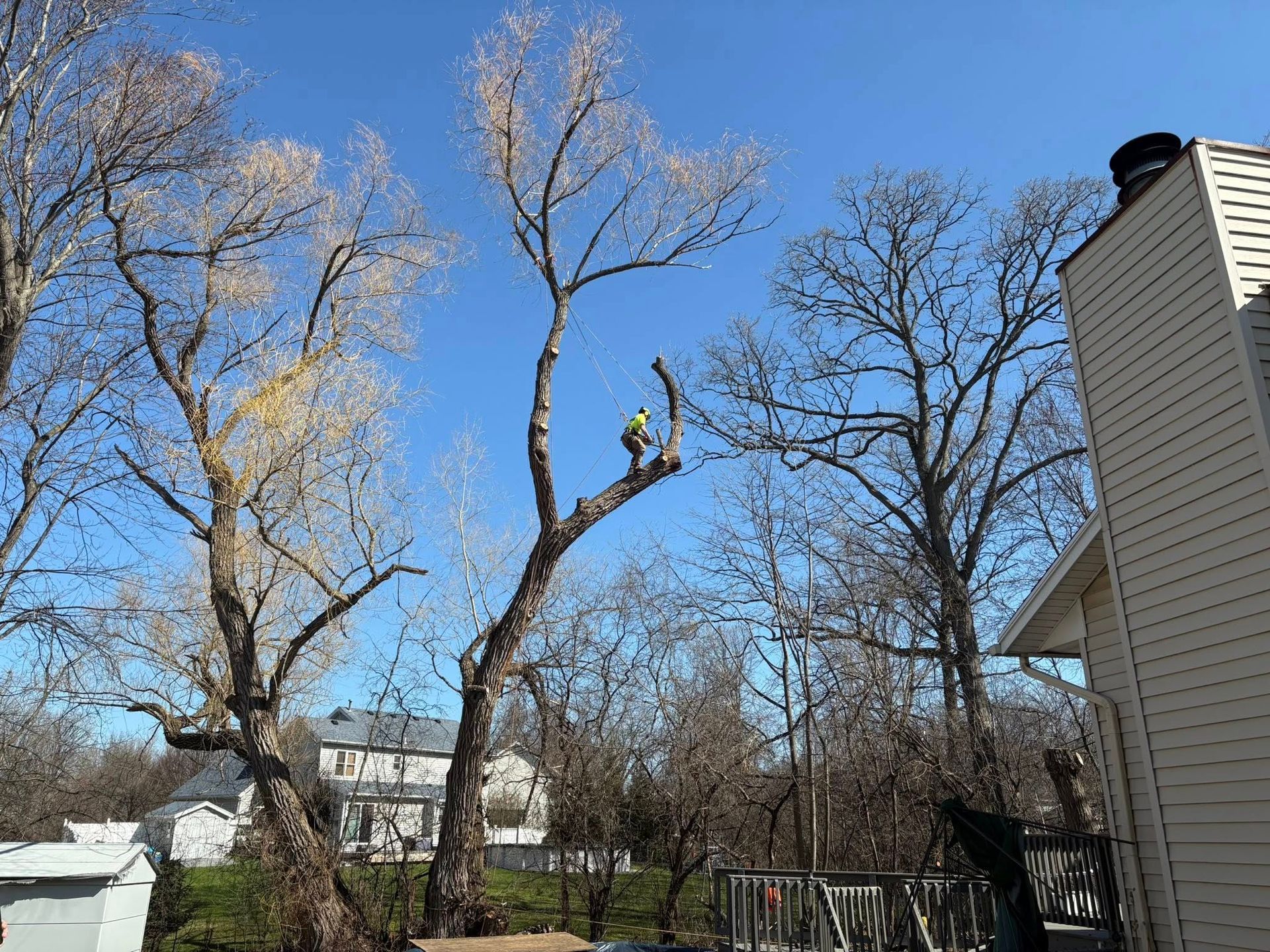 A tree surgeon in a high-visibility vest climbs a bare tree to perform maintenance near a house on a sunny day.