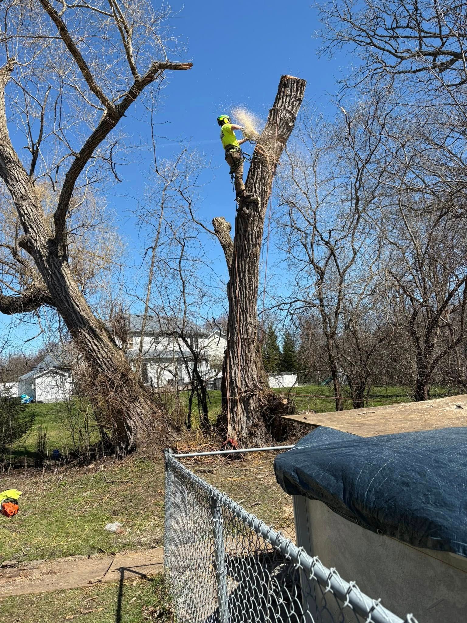 A worker in a bright yellow safety vest stands high in a tree, cutting wood with a chainsaw against a clear blue sky.
