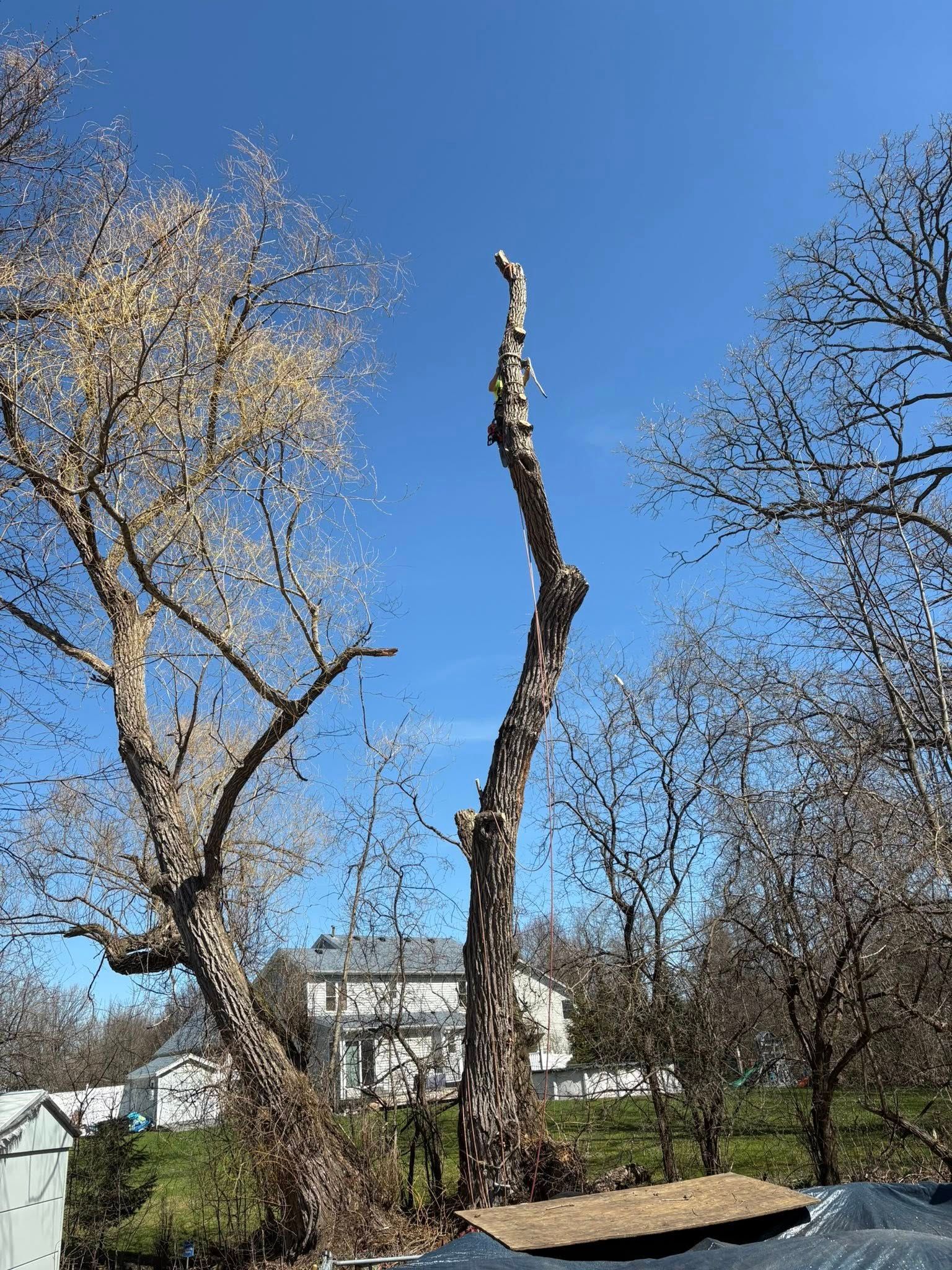 Two trees stand in a yard under a clear blue sky, one with bare branches and the other severely pruned to a tall trunk.