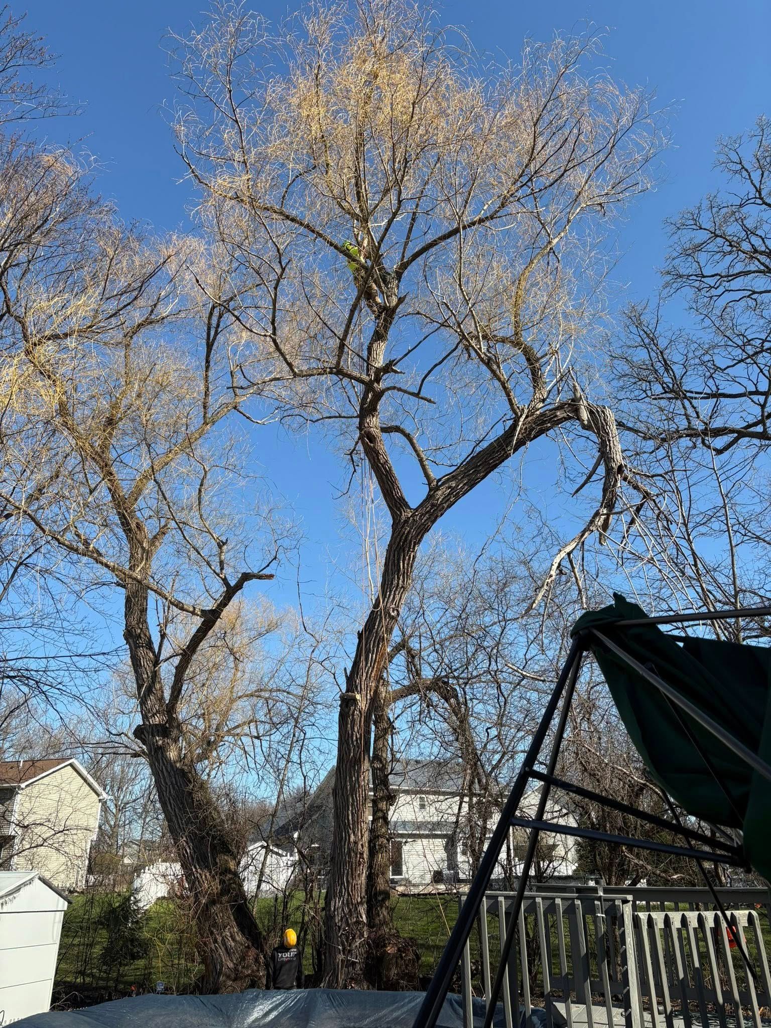 Two large, bare deciduous trees stand against a clear blue sky, partially obscured by a deck structure in the foreground.