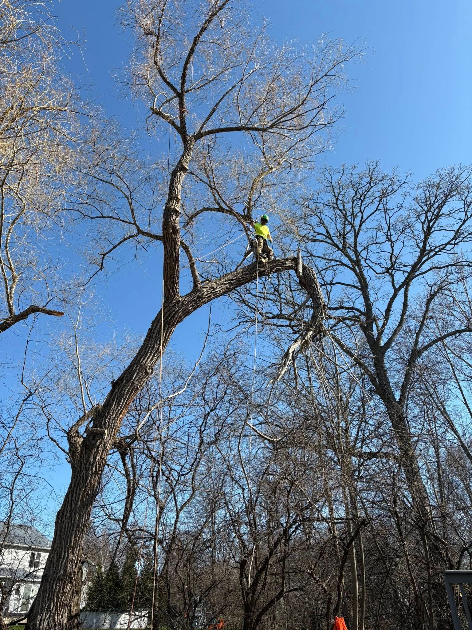 A worker in a bright yellow safety vest high up in a large, leafless tree, pruning branches against a clear blue sky.
