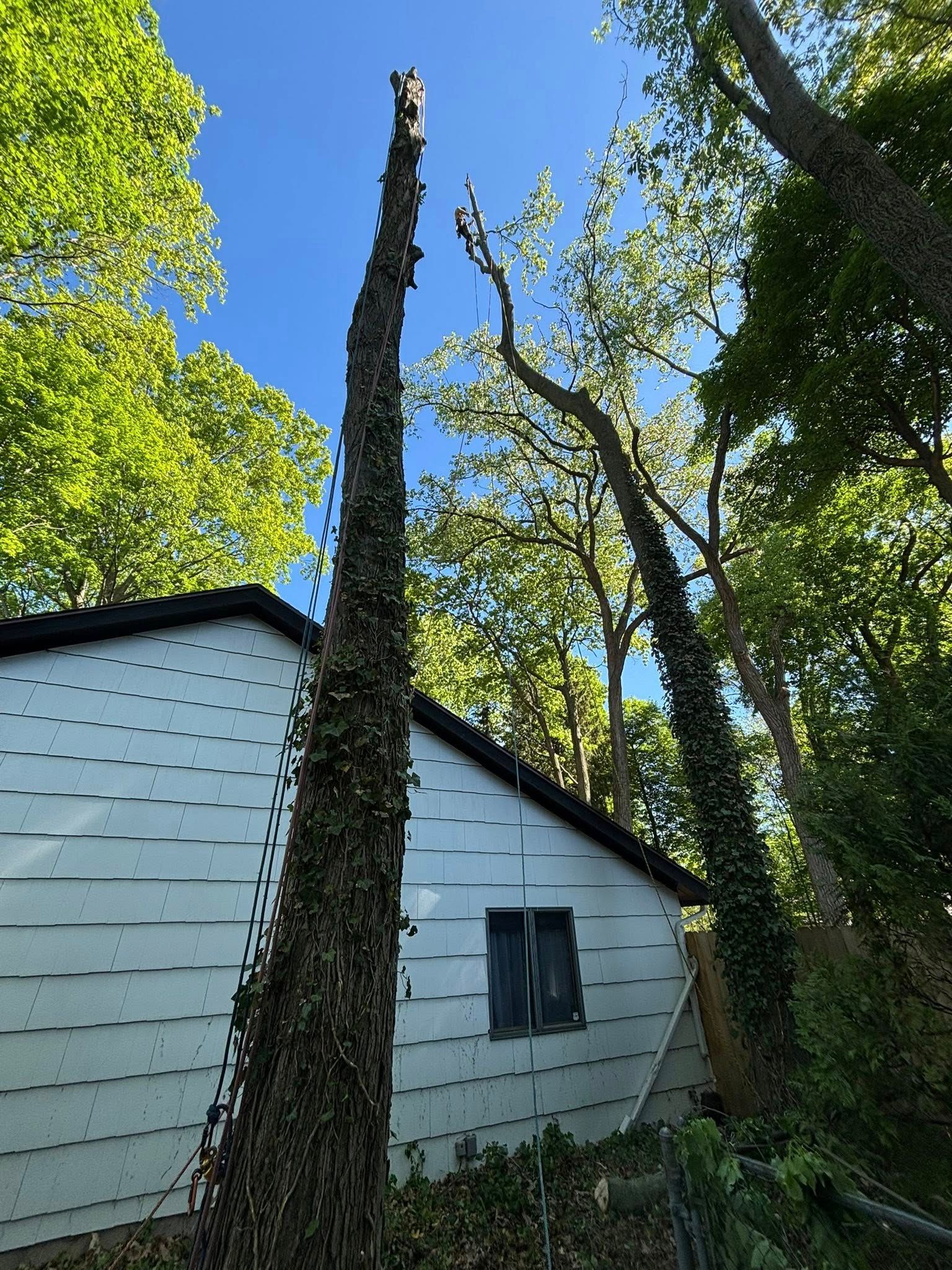 A tall, trimmed tree stands against the white siding of a building, surrounded by dense green forest foliage.