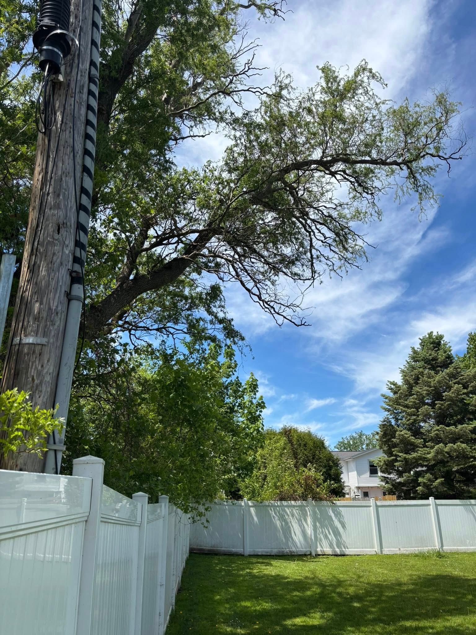 A backyard with a white vinyl fence, green lawn, and a large tree with branches extending toward a utility pole.