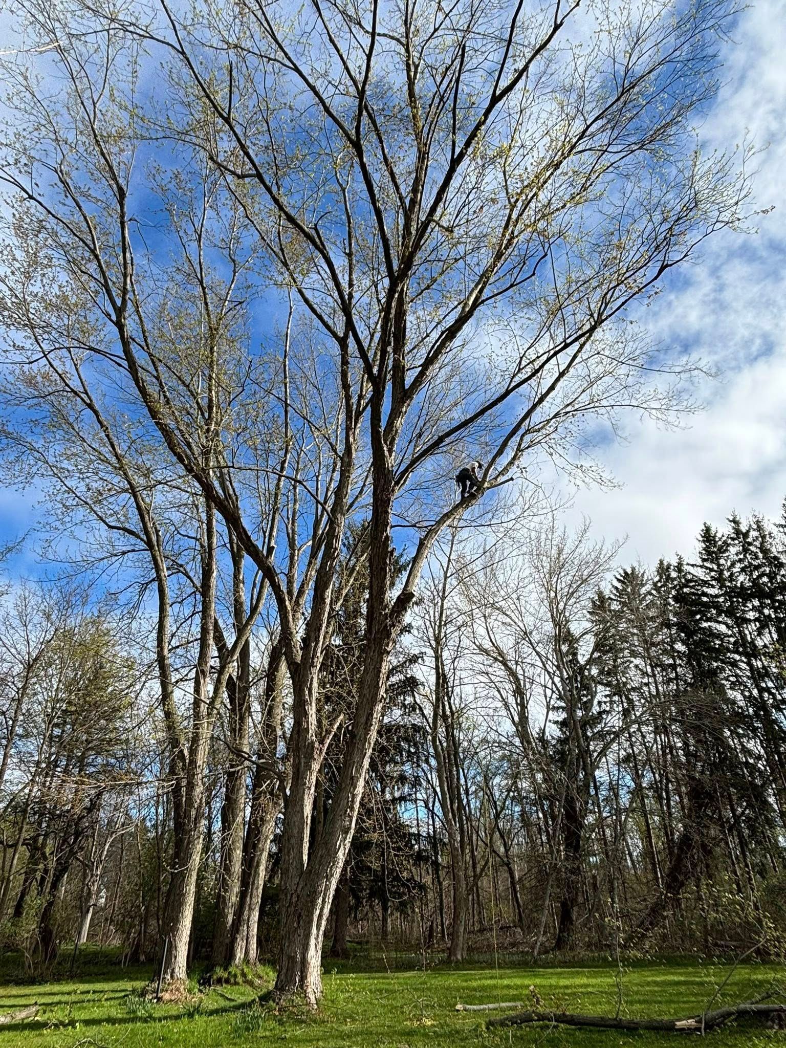 A tall, leafless tree stands in a sunny, grassy field under a bright blue, cloudy sky, with a forest in the background.