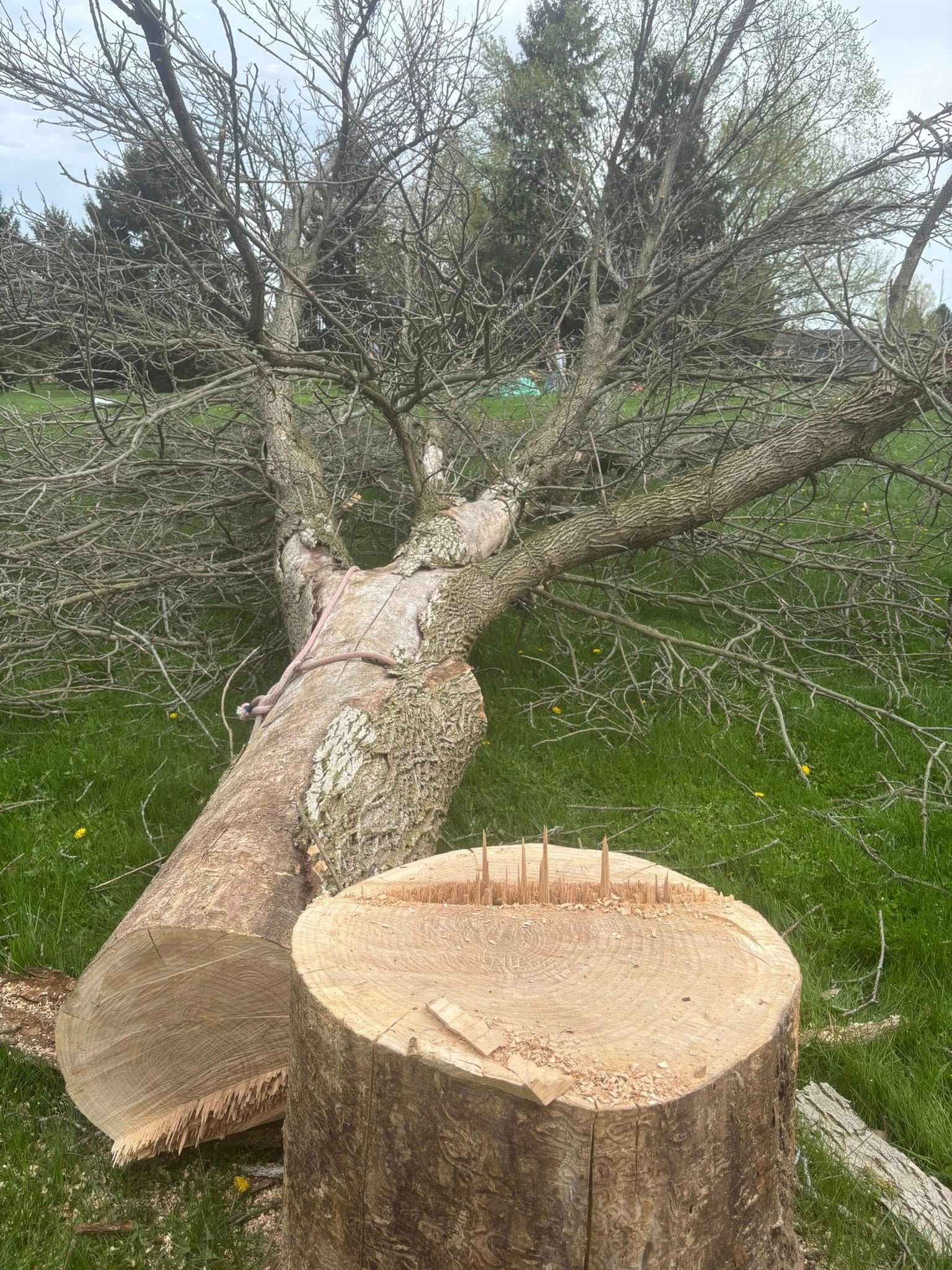 A tree has been cut down, leaving a large, fresh stump in the foreground and the fallen trunk resting on the grass.