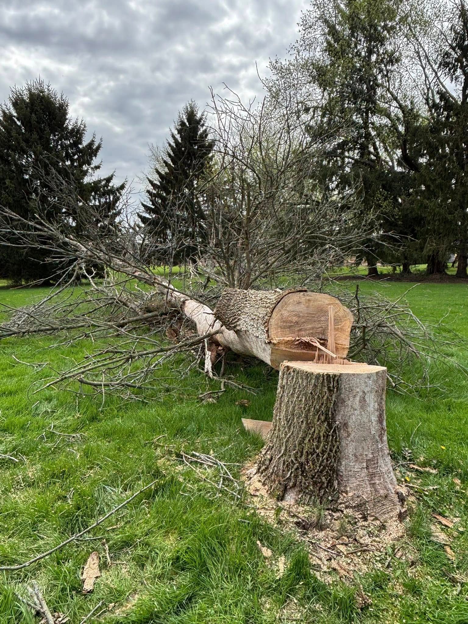 A felled tree lying on green grass next to a freshly cut stump in an open field under a cloudy sky.