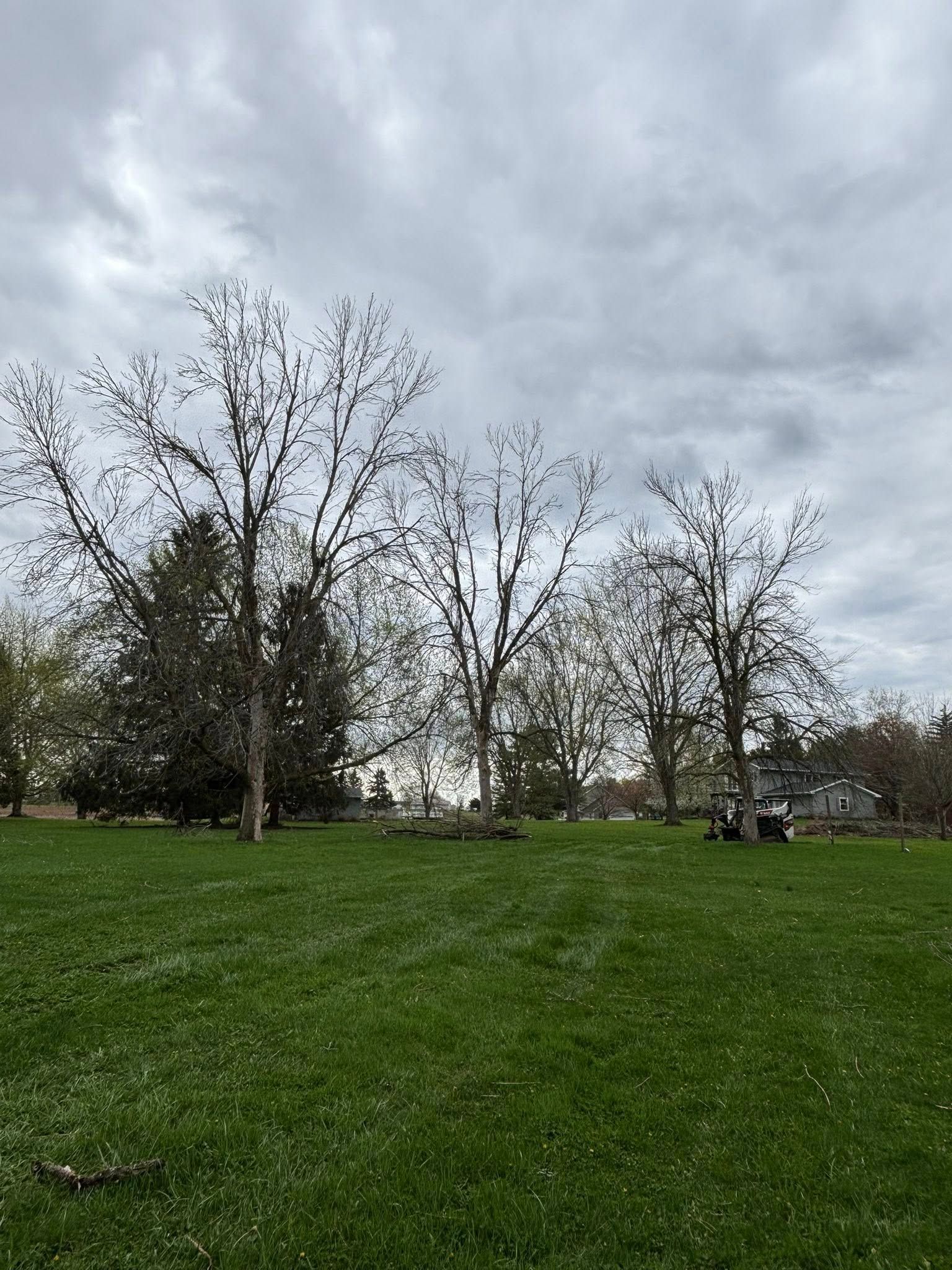 A green grassy field with several bare trees under a cloudy, overcast sky.