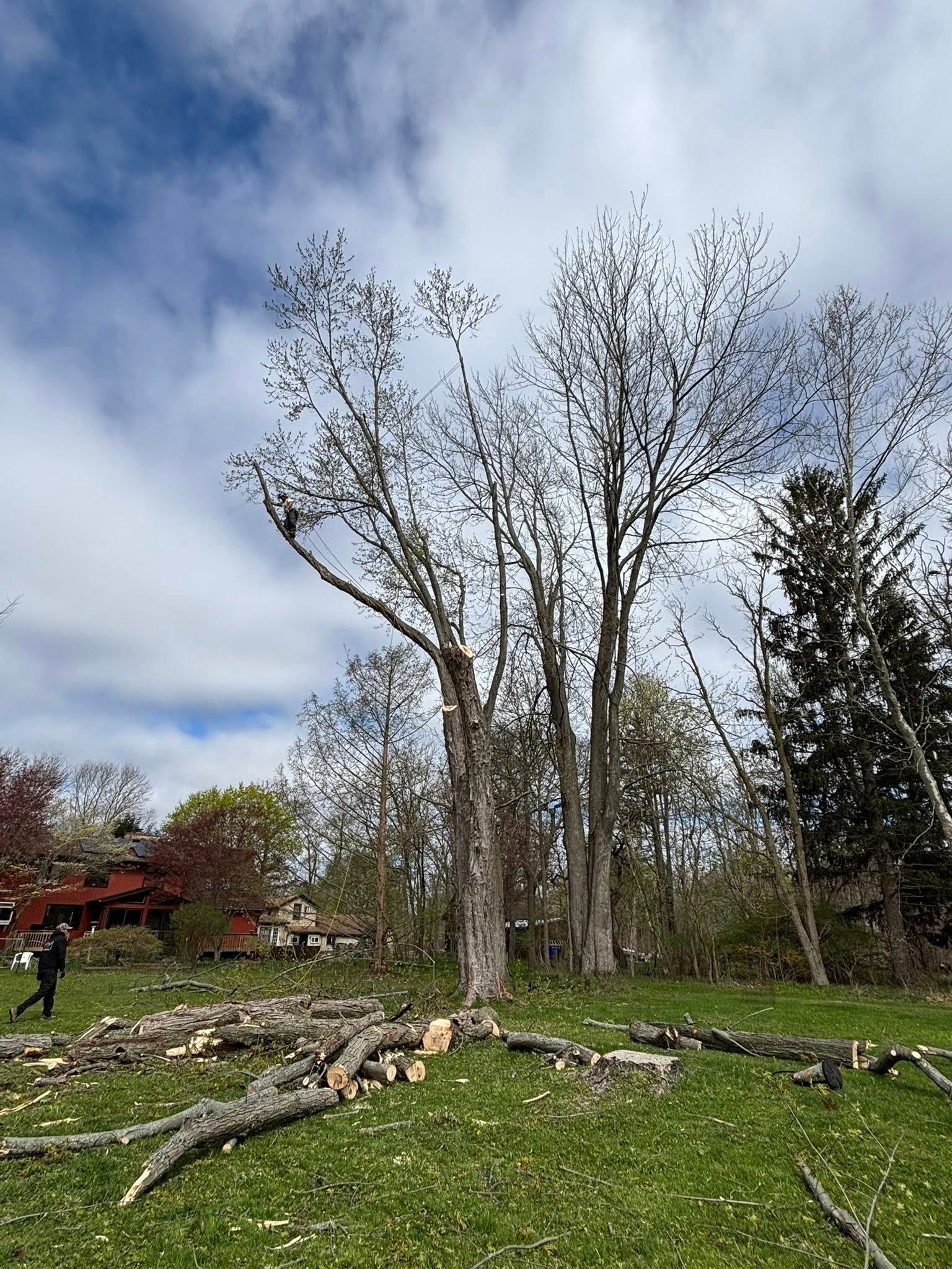 A person stands in a grassy area near several tall trees with pruned branches and cut logs scattered on the ground.