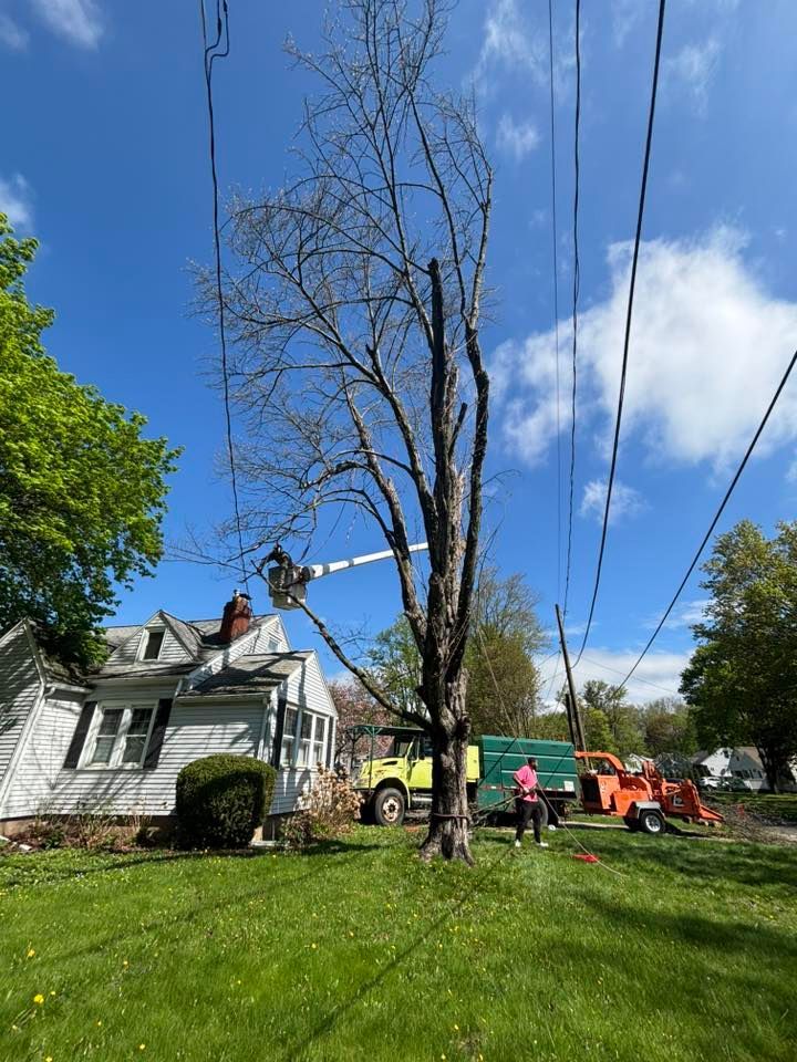 A tree service worker in a bucket truck trims a large tree near a house and power lines under a clear blue sky.