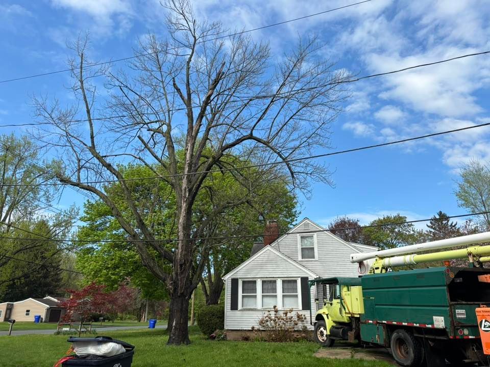 A large, bare tree stands next to a white house with a utility truck parked in front under a sunny blue sky.