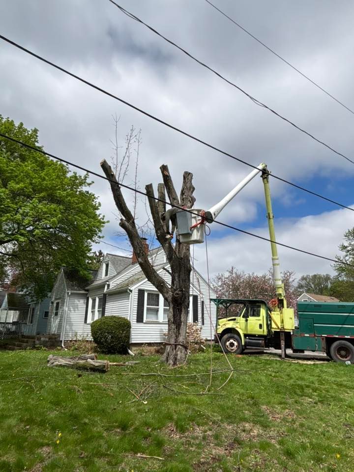 A worker in a bucket truck trims a large, bare tree near power lines in front of a house.