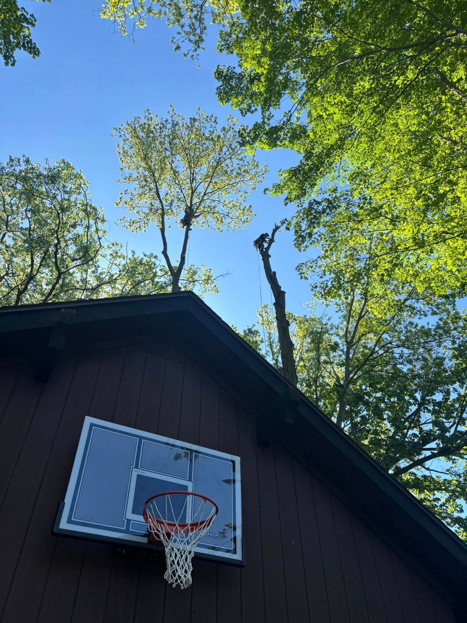 A basketball hoop mounted on the dark wooden wall of a building, framed against a background of green trees and blue sky.