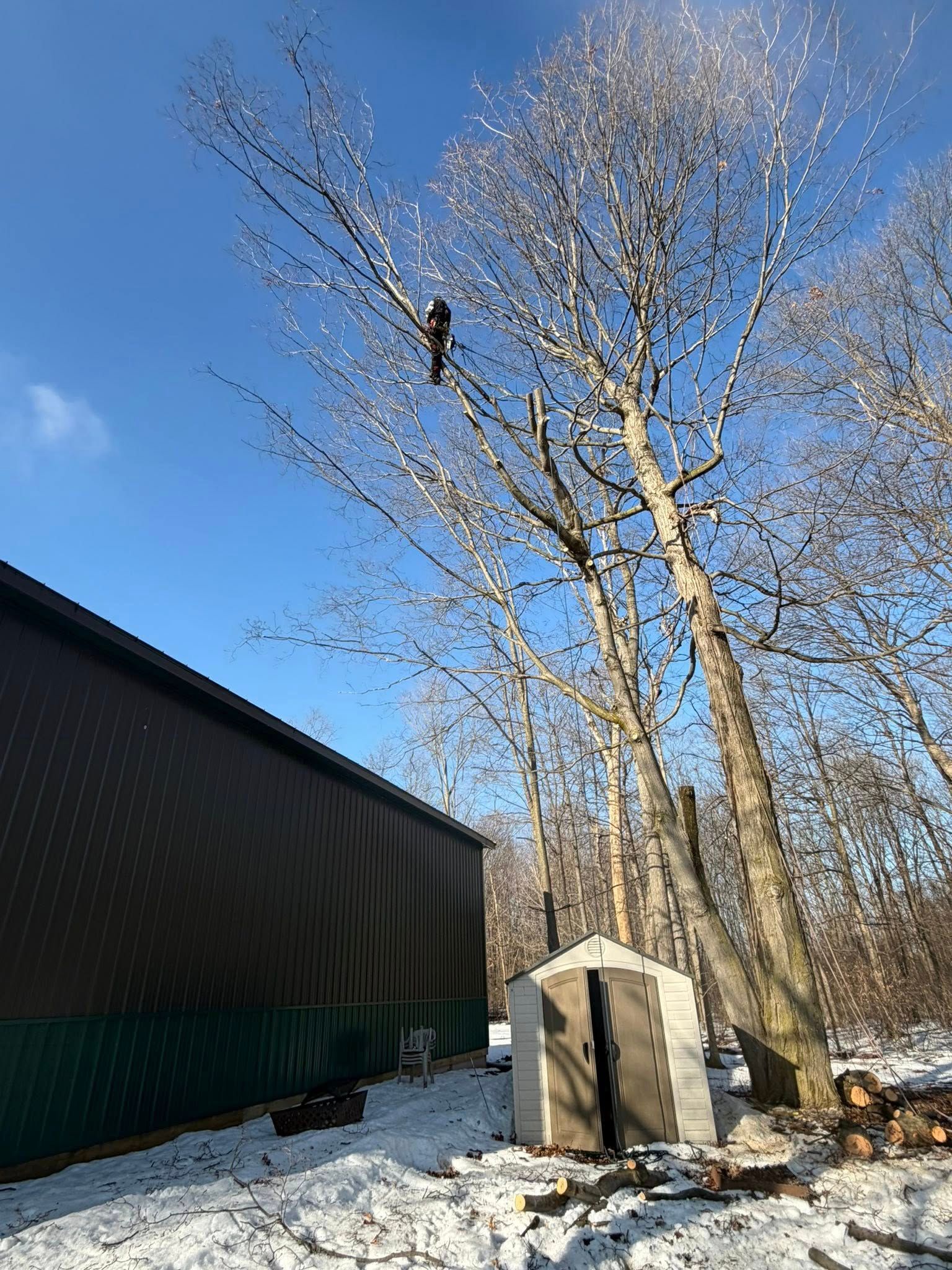 A person wearing safety gear works in the high branches of a tree near a brown metal shed in a snowy, wooded area.