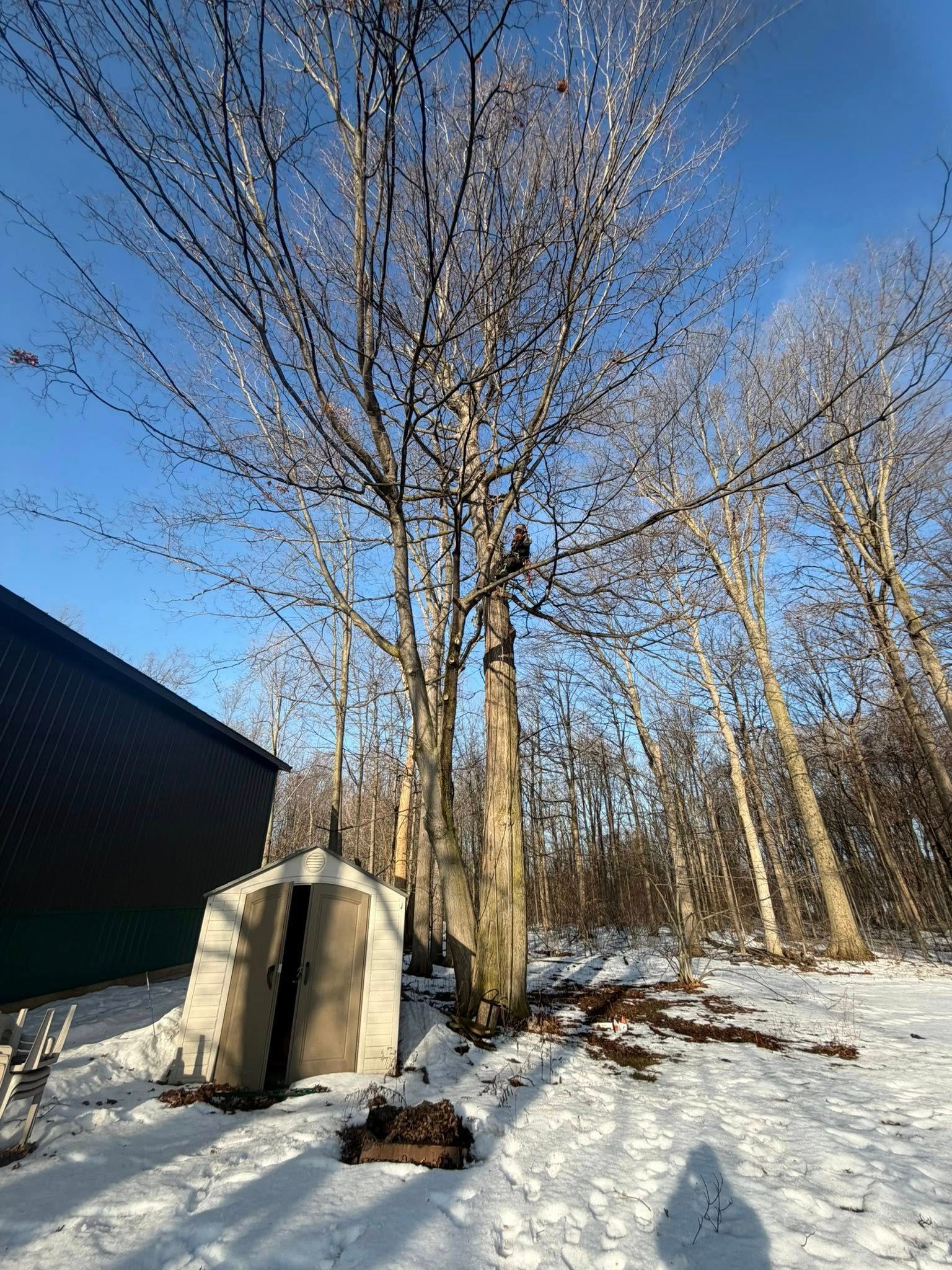 A small, light-colored shed stands on snow-covered ground beside a tall, bare tree under a clear blue sky.