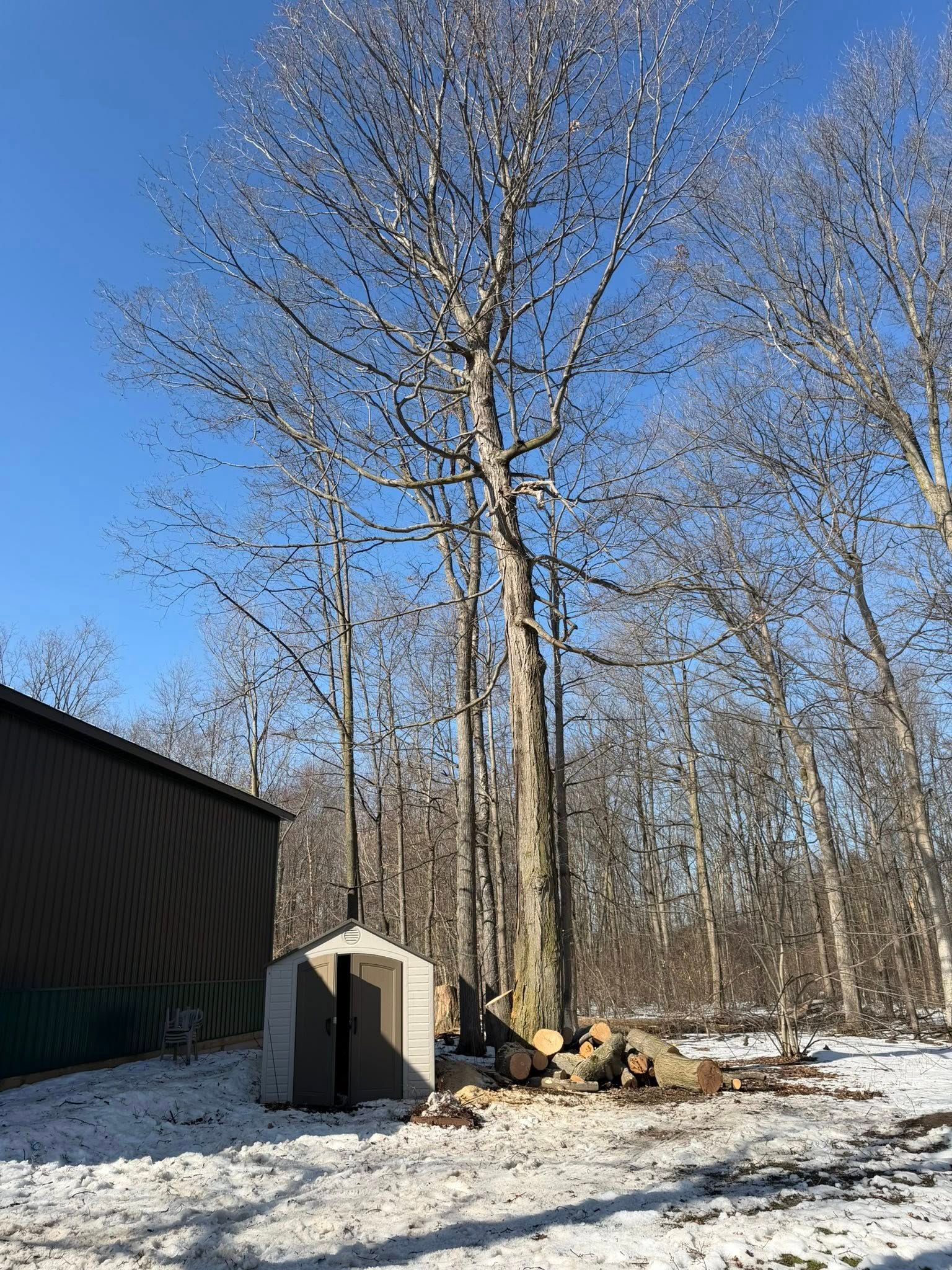 A small shed stands in a snowy, wooded clearing next to a brown building, near a large tree and a pile of logs.