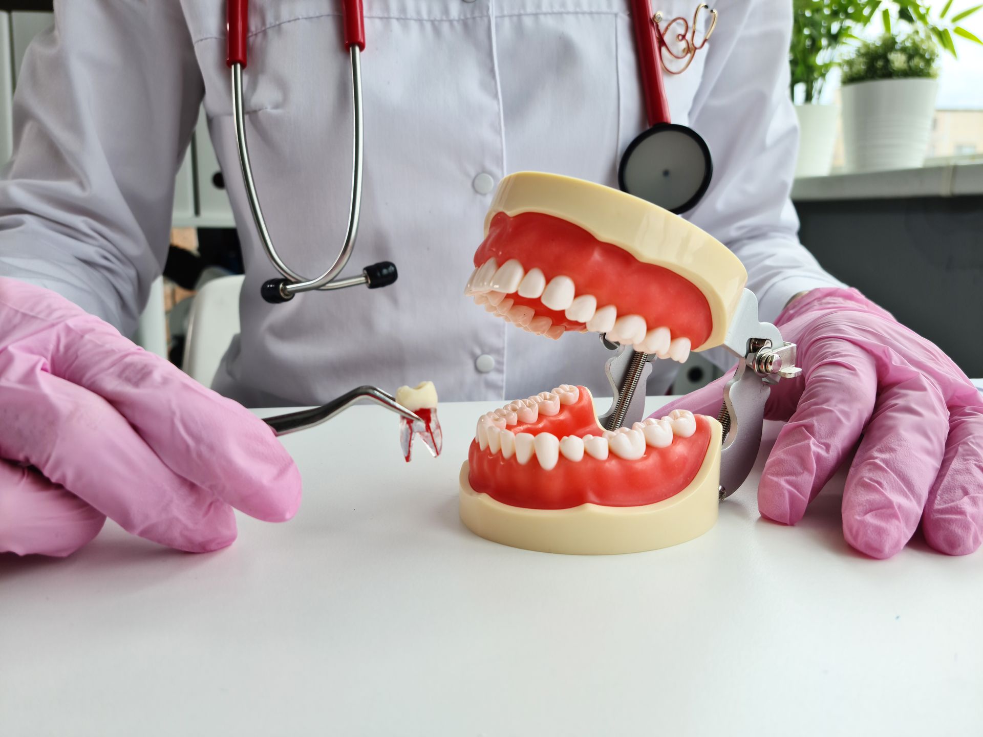 Dentist demonstrating a dental model with gloved hands and dental tools on a white table