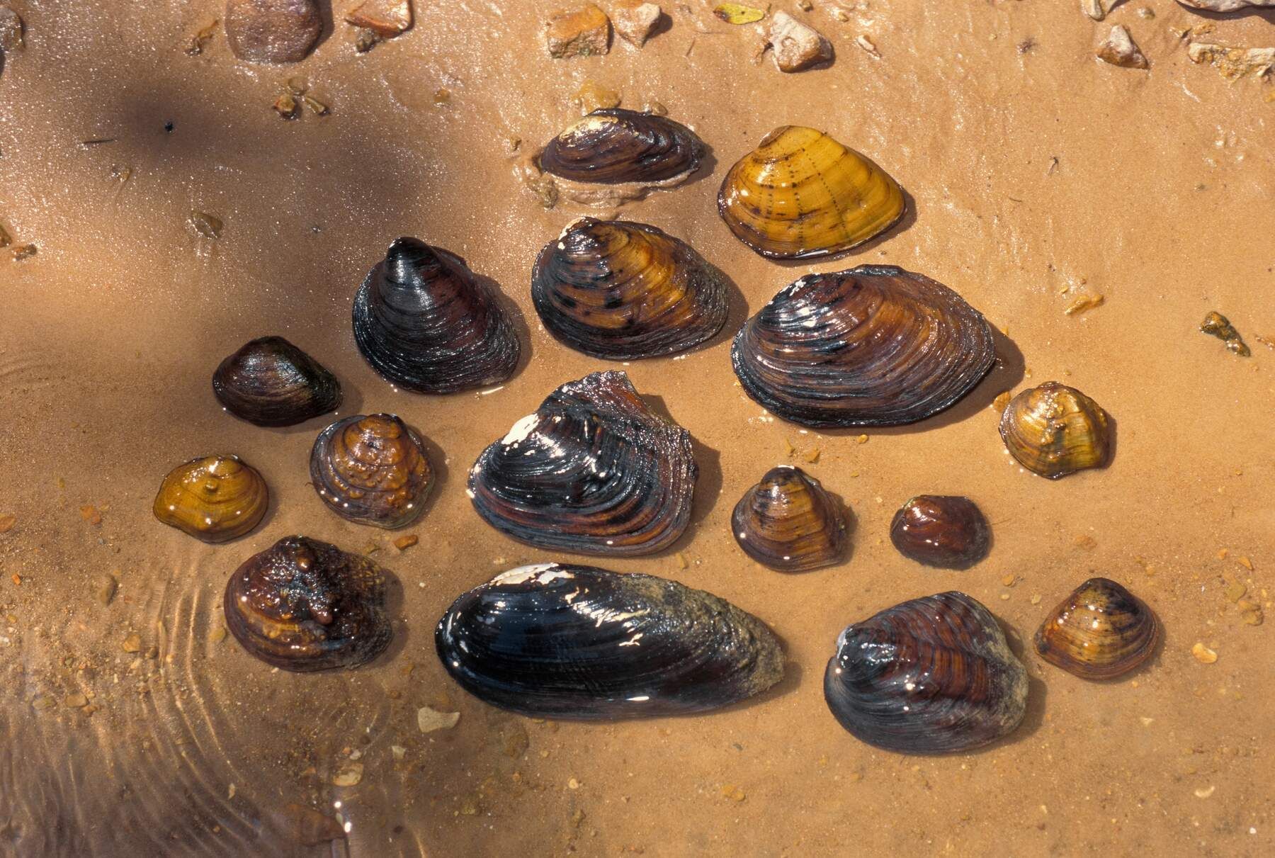 A turtle is laying on a rock with a plastic bag around its neck.