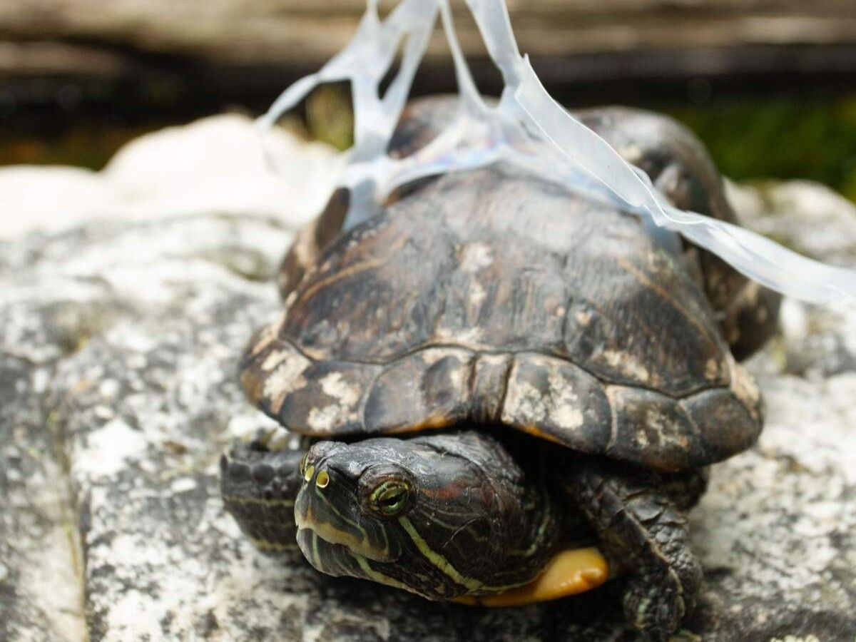 A turtle is laying on a rock with a plastic bag around its neck.