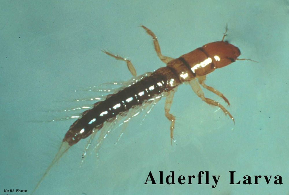 A close up of an alderfly larva on a blue background