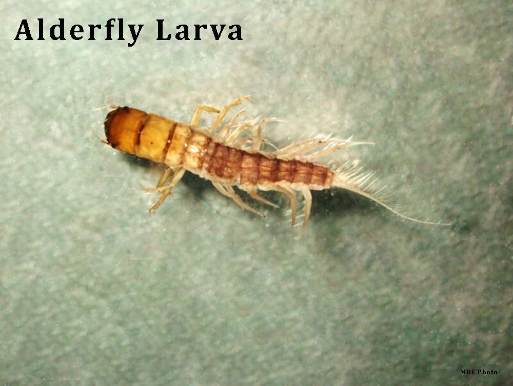 A close up of an alderfly larva on a white surface