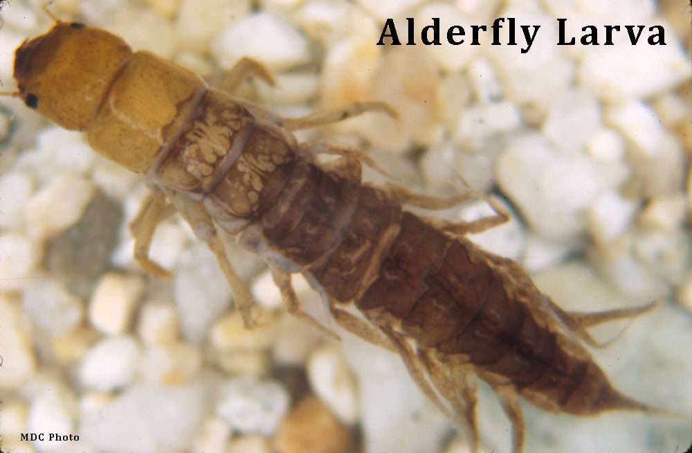 A close up of an alderfly larva on a rocky surface