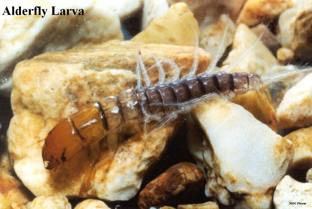 A close up of an alderfly larva on a pile of rocks