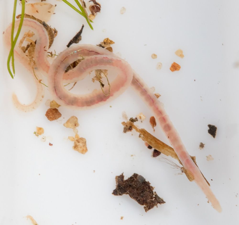 closeup of an aquatic worm