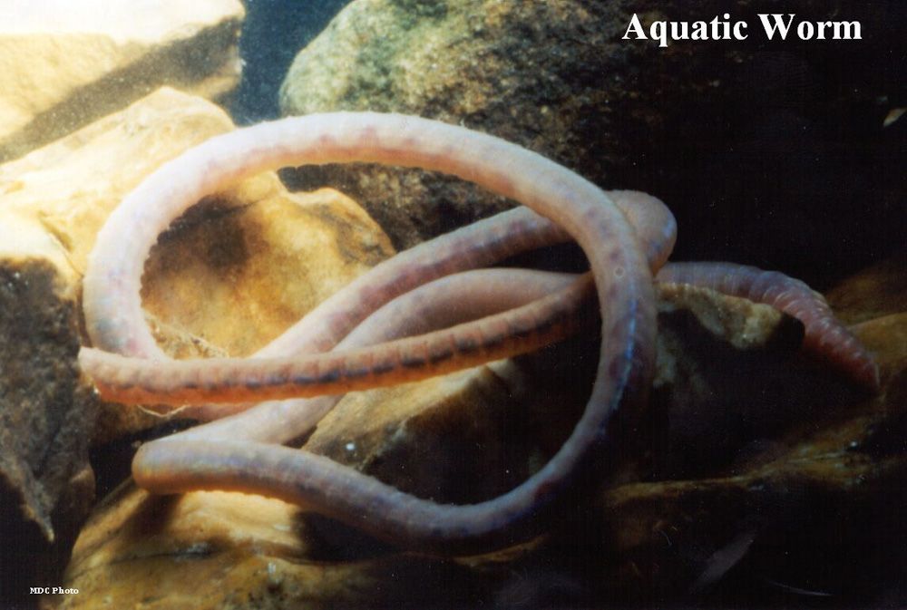 closeup of an aquatic worm